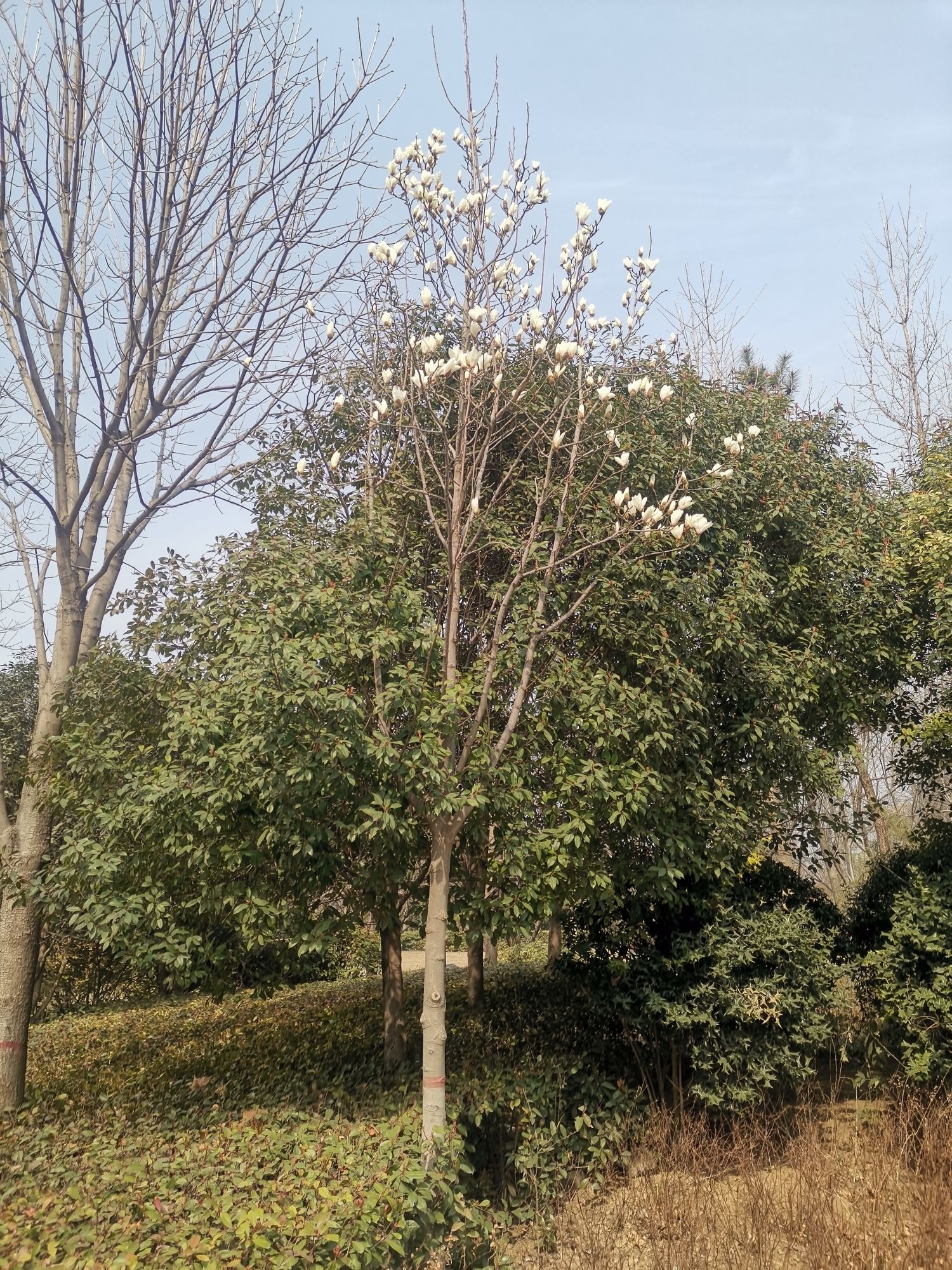 尚岗杨遗址公园旅行图片 2