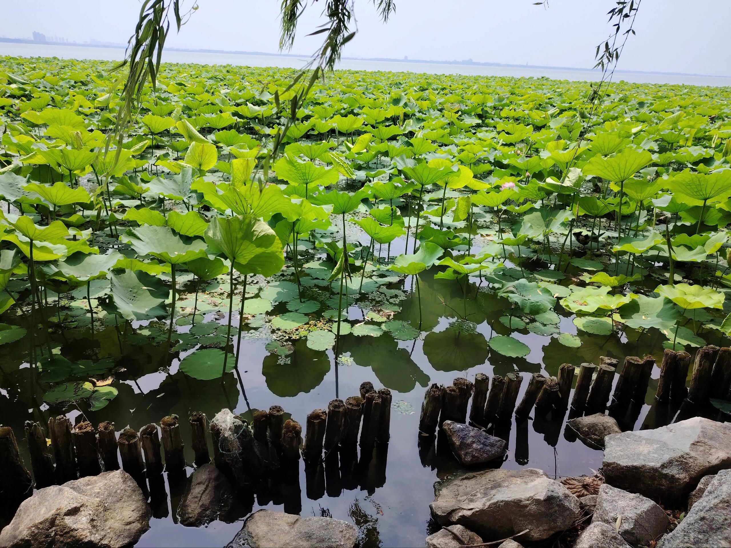 巴城阳澄湖旅游度假区旅行图片 3