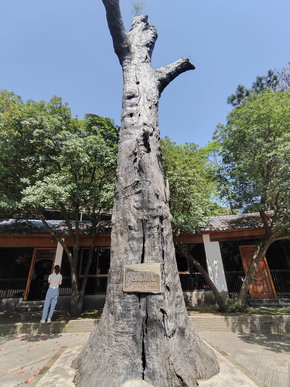 神鼎山森林公园旅行图片 1