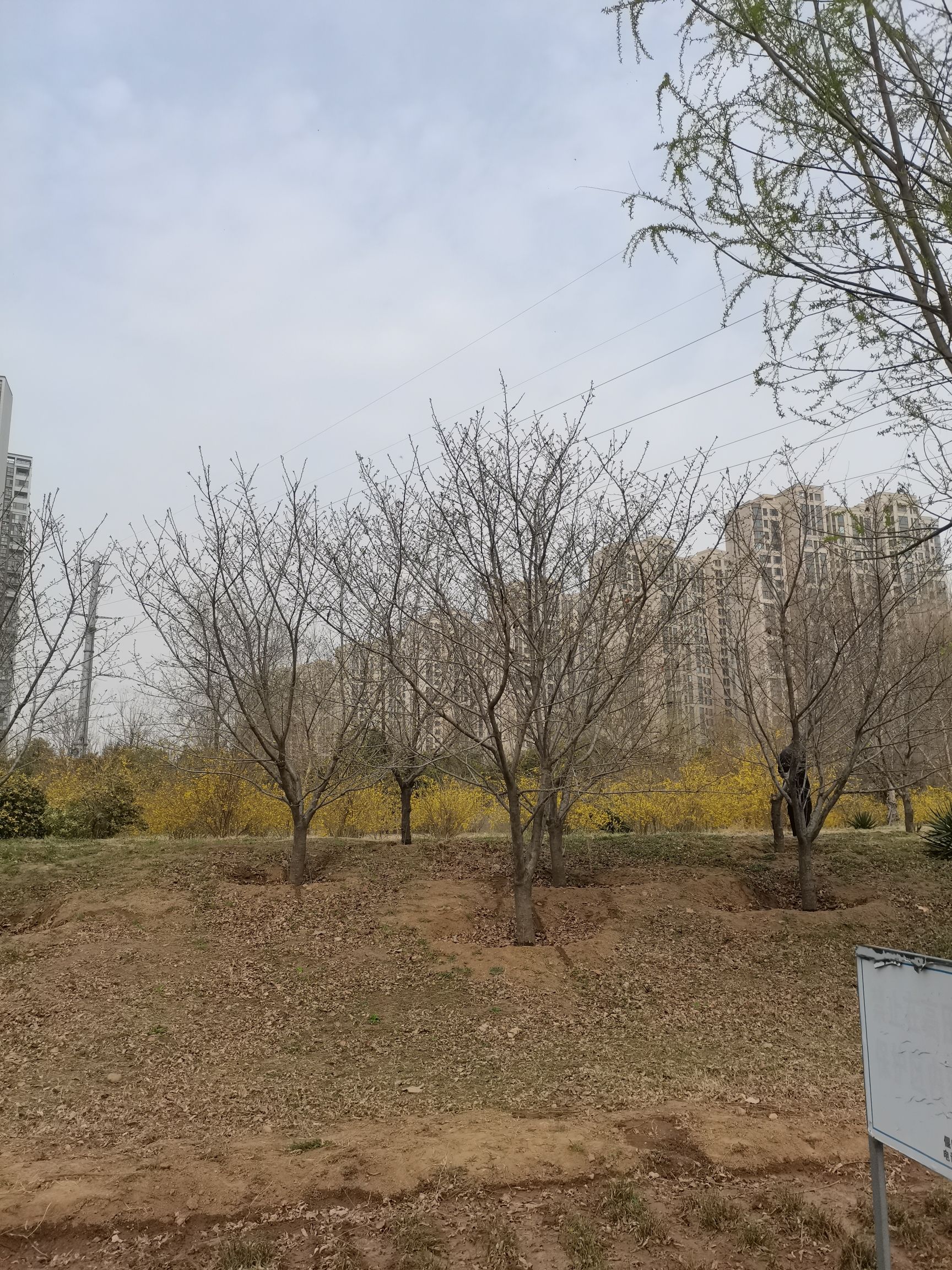 伊洛河湿地公园旅行图片 1