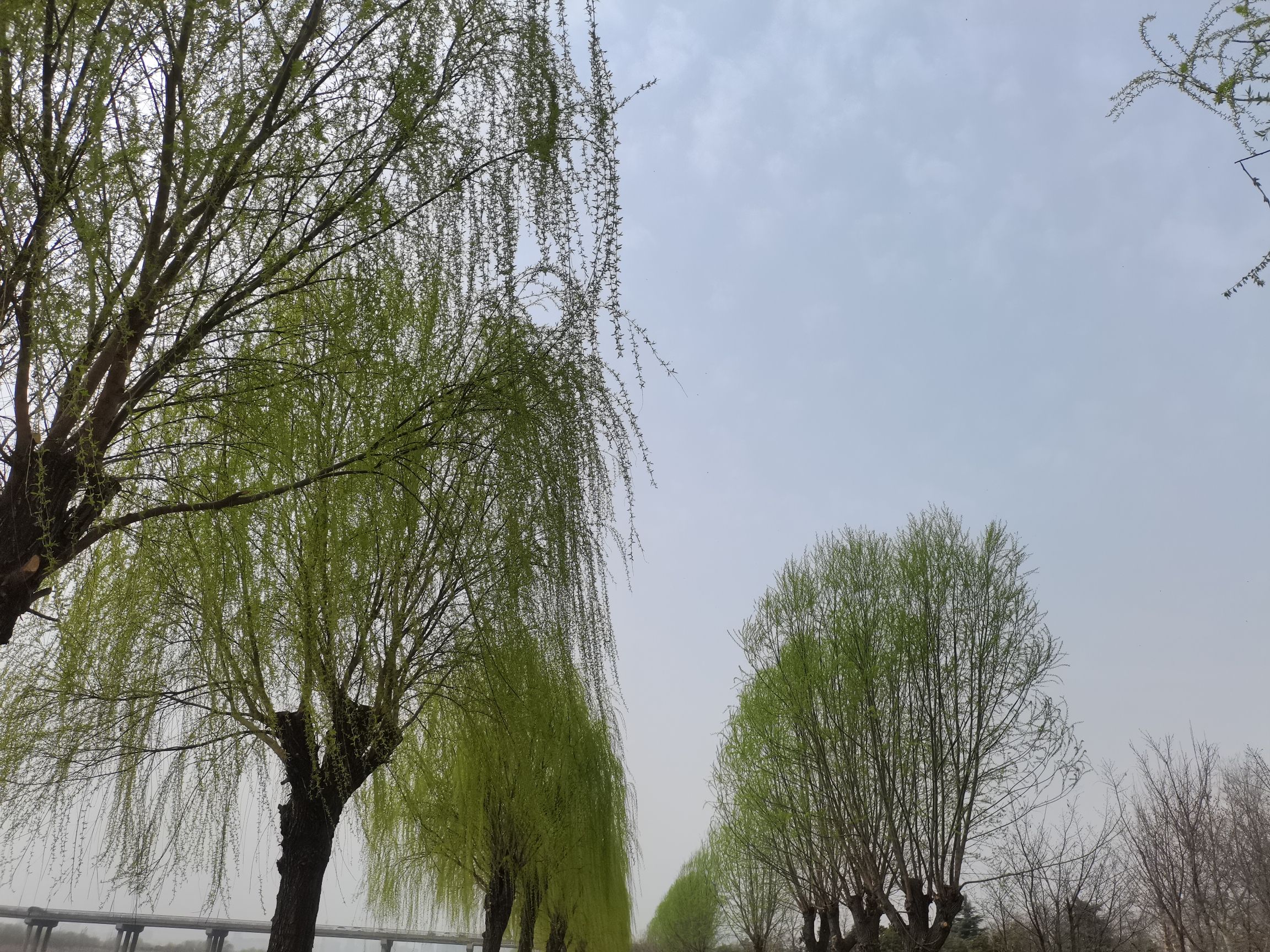 伊洛河湿地公园旅行图片 2