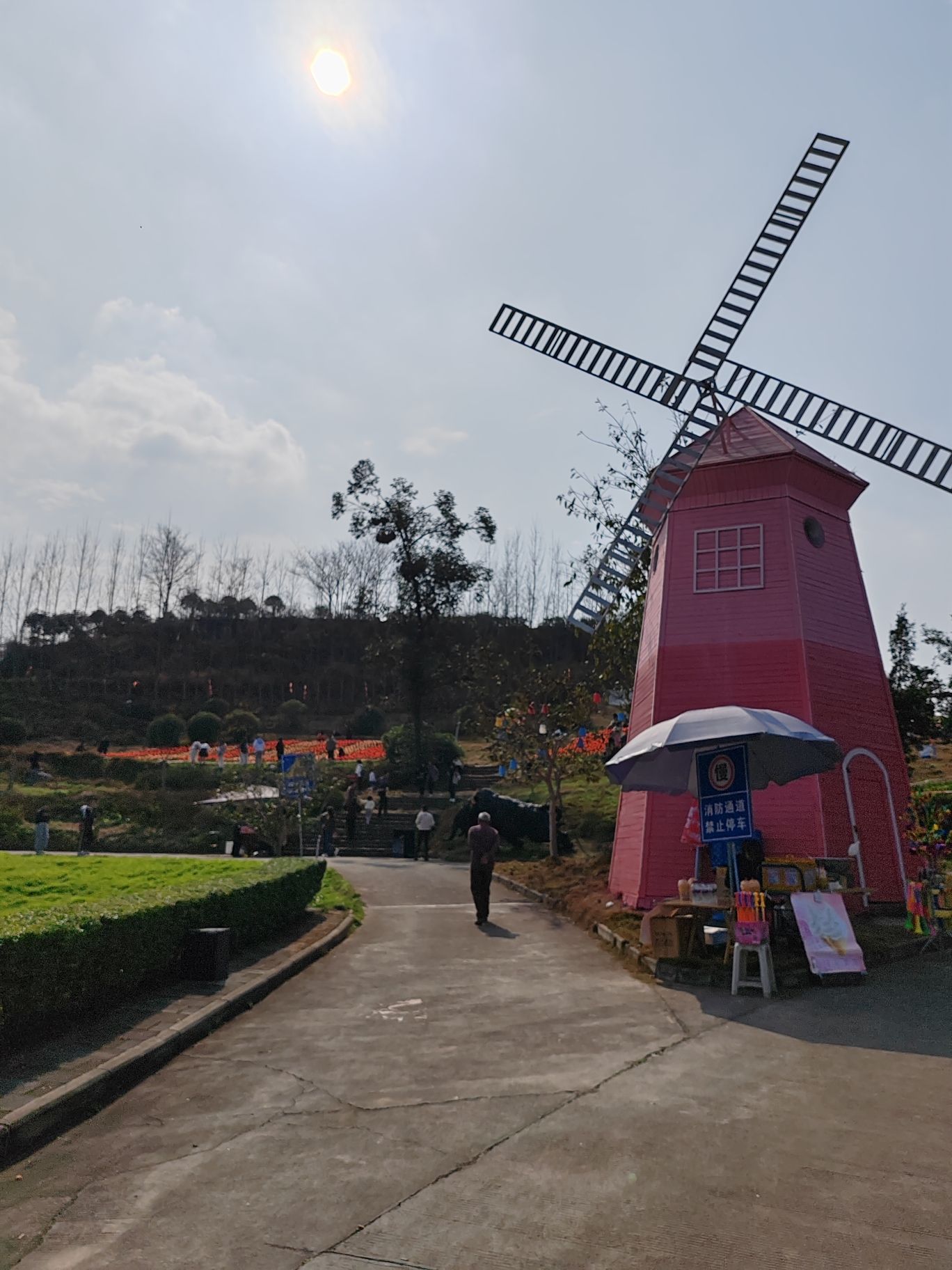 永安郁金香基地旅行图片 1