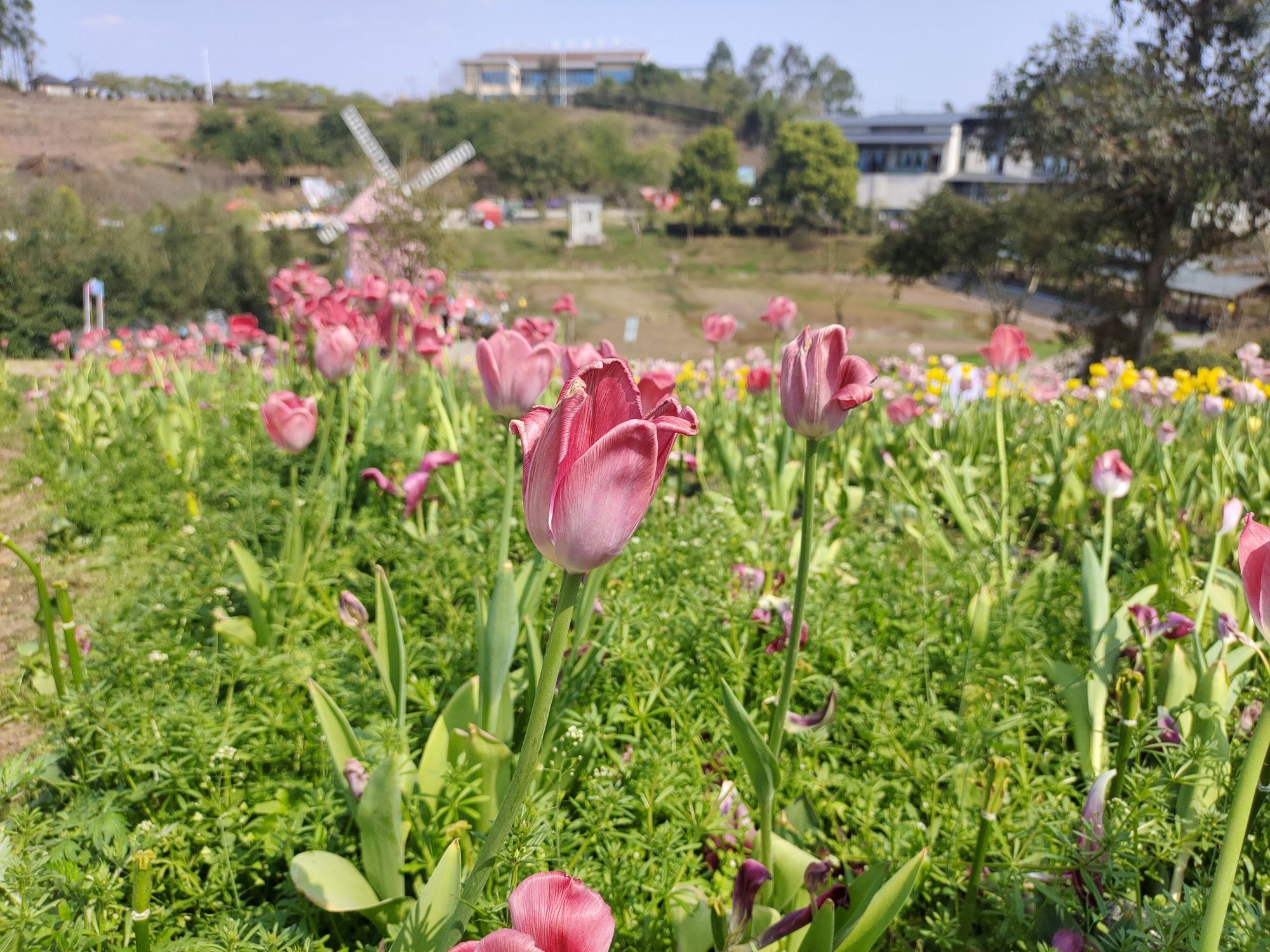 永安郁金香基地旅行图片 3