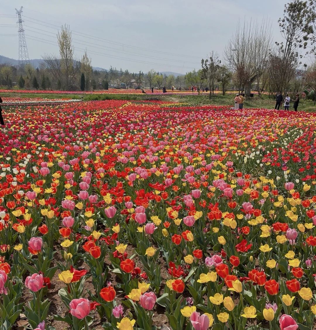 永安郁金香基地旅行图片 3
