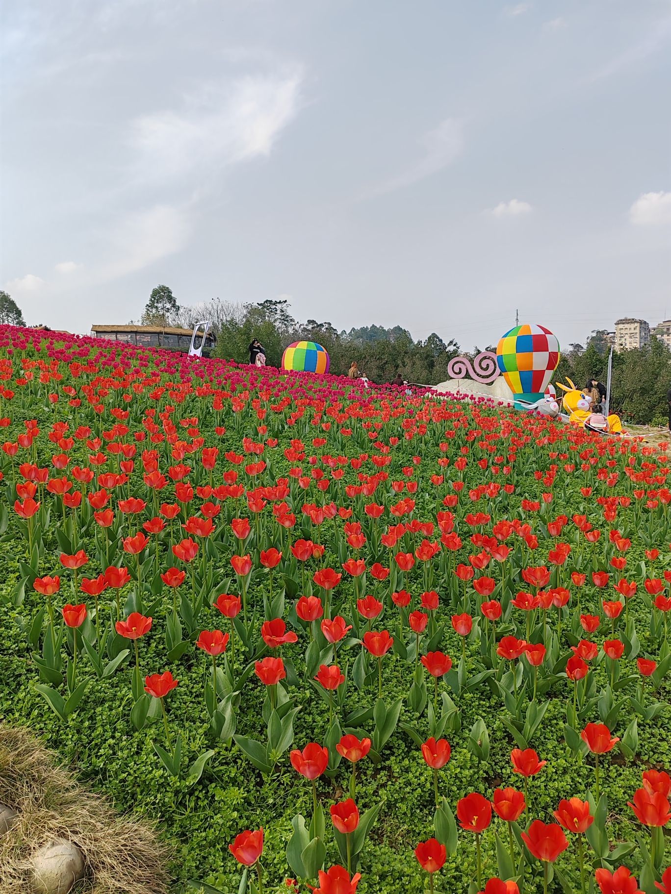 永安郁金香基地旅行图片 2