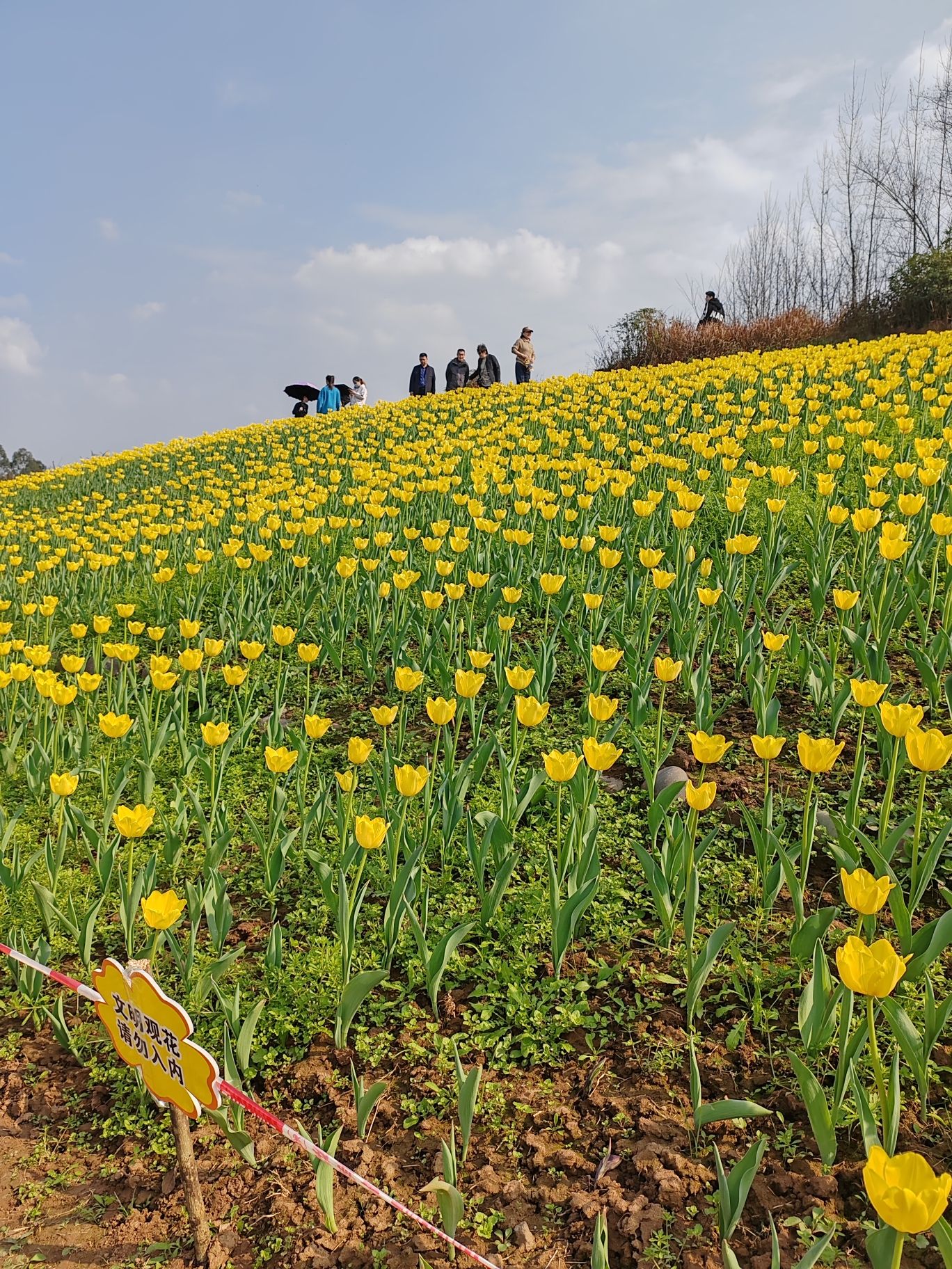 永安郁金香基地旅行图片 3