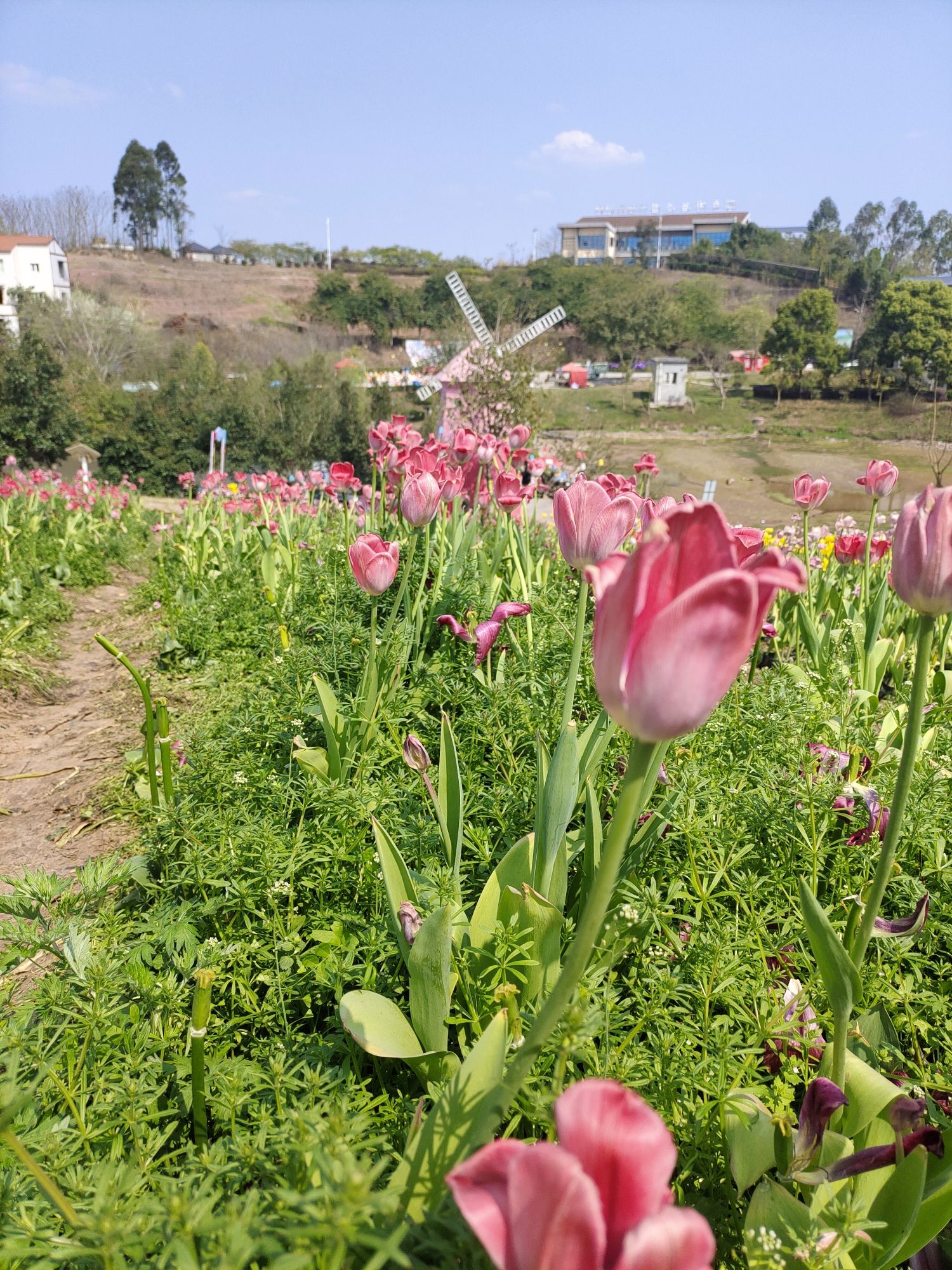 永安郁金香基地旅行图片