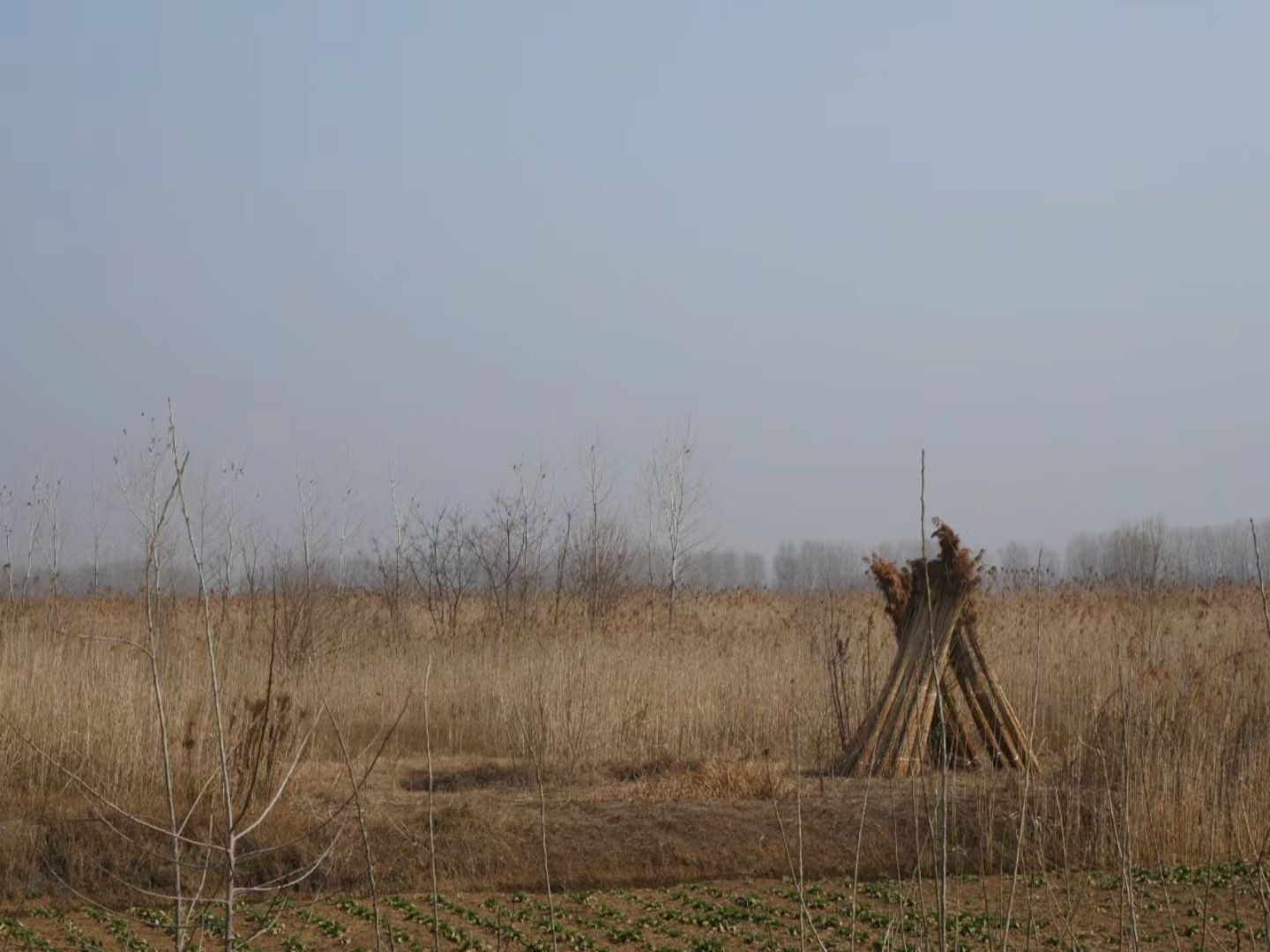 三汊河国家湿地公园旅行图片 1