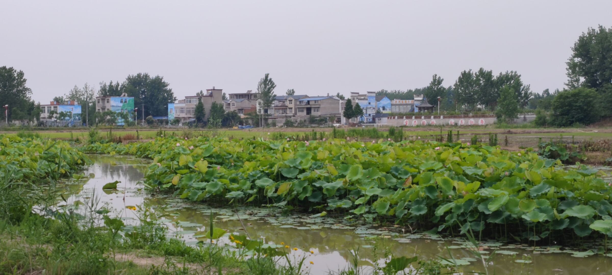 三汊河国家湿地公园旅行图片 3