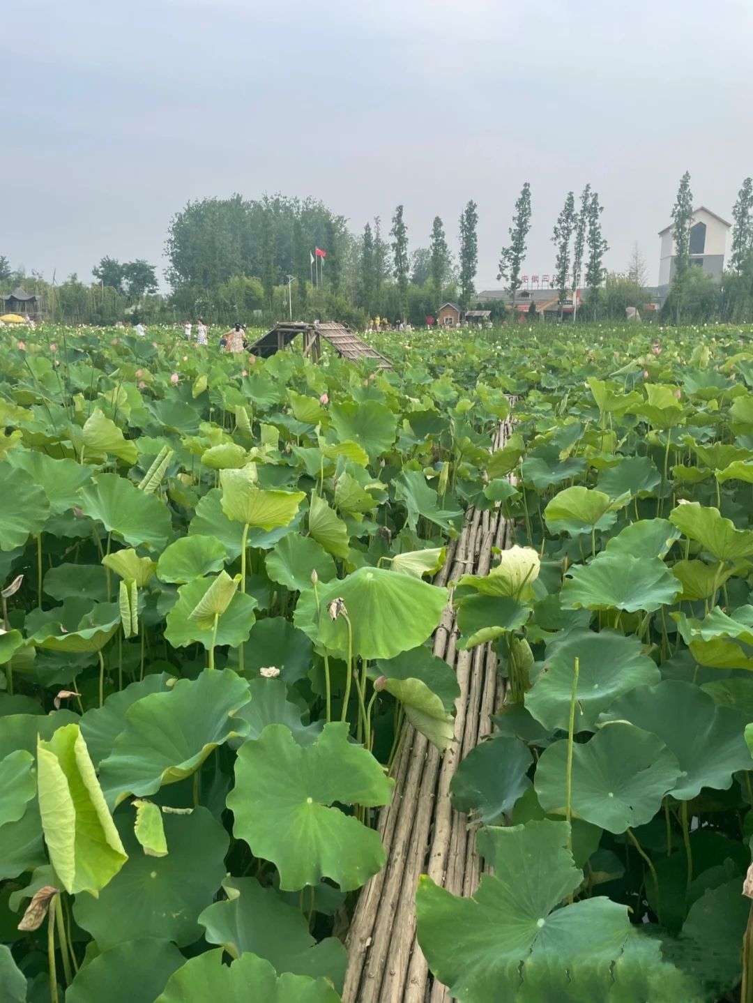 三汊河国家湿地公园旅行图片 2