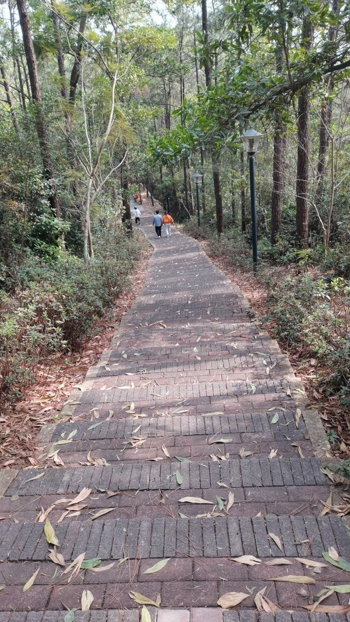合山森林公园旅行图片 1