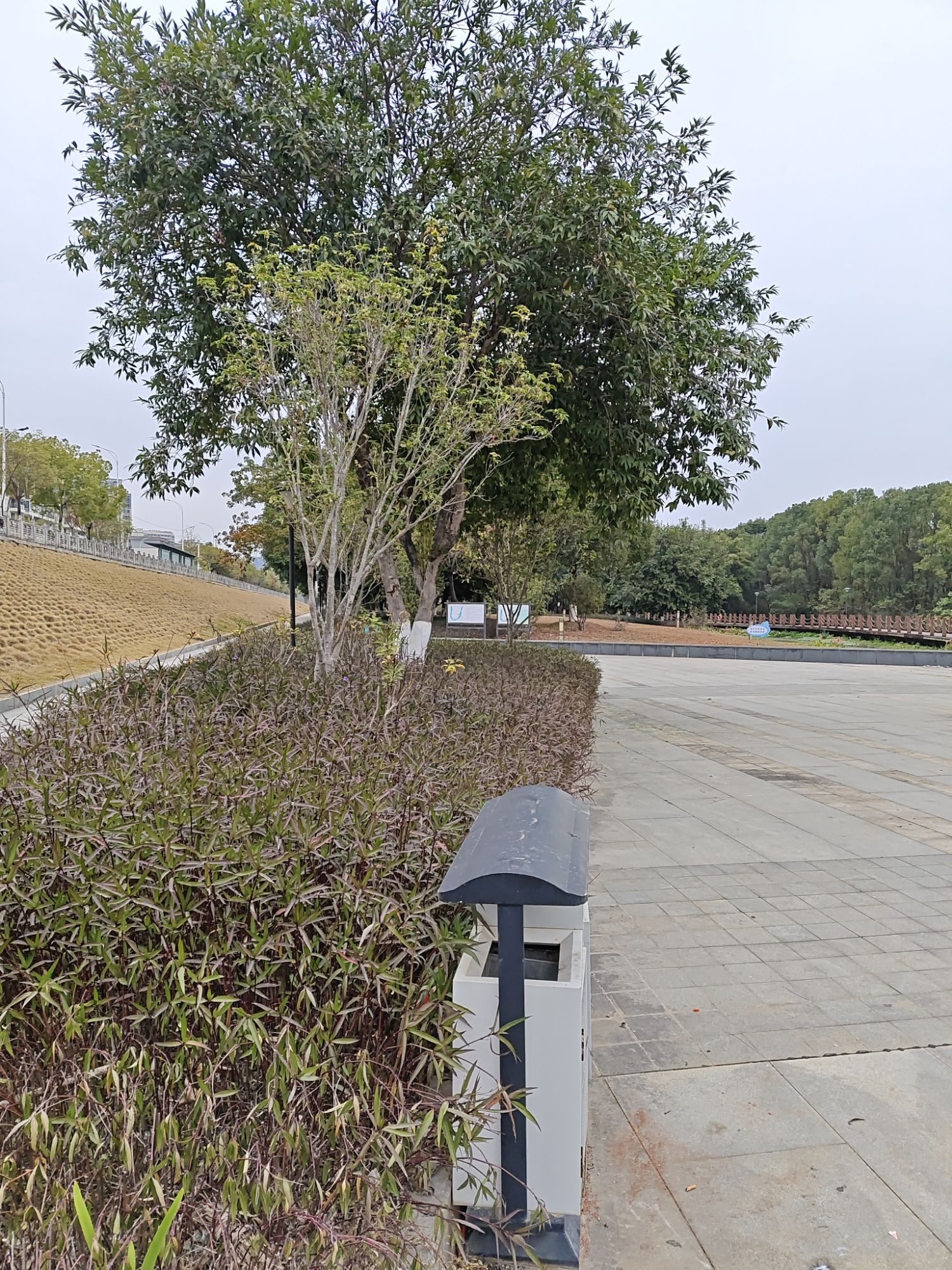 芹洋半岛滨水湿地公园旅行图片 1