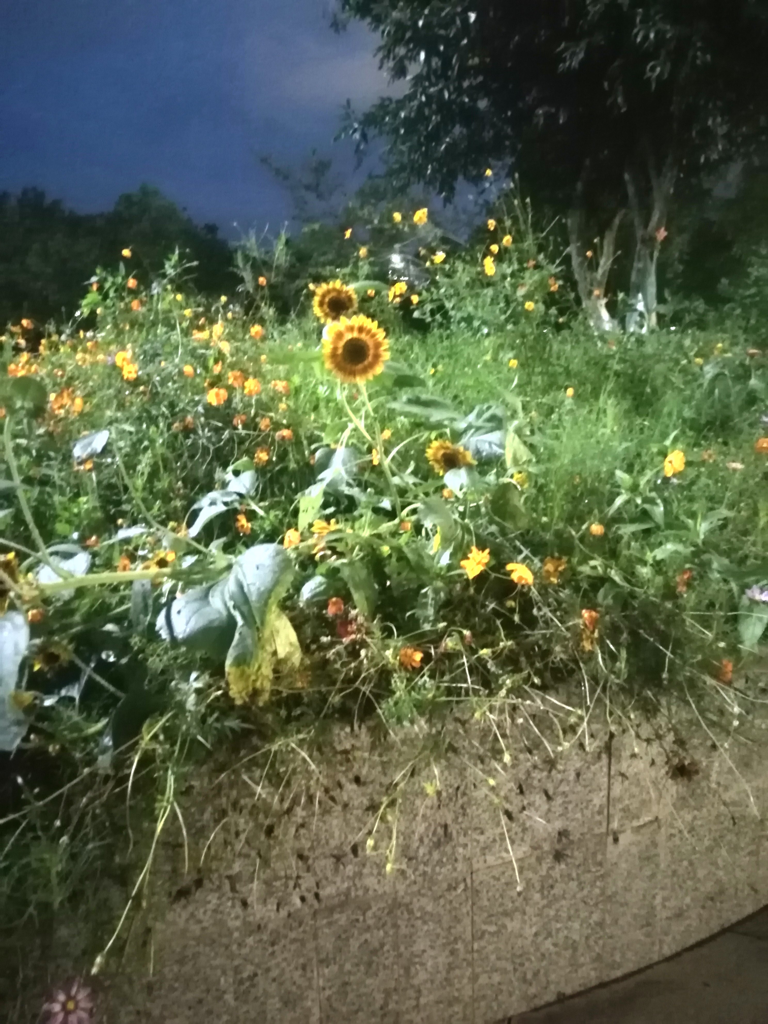 芹洋半岛滨水湿地公园旅行图片 2