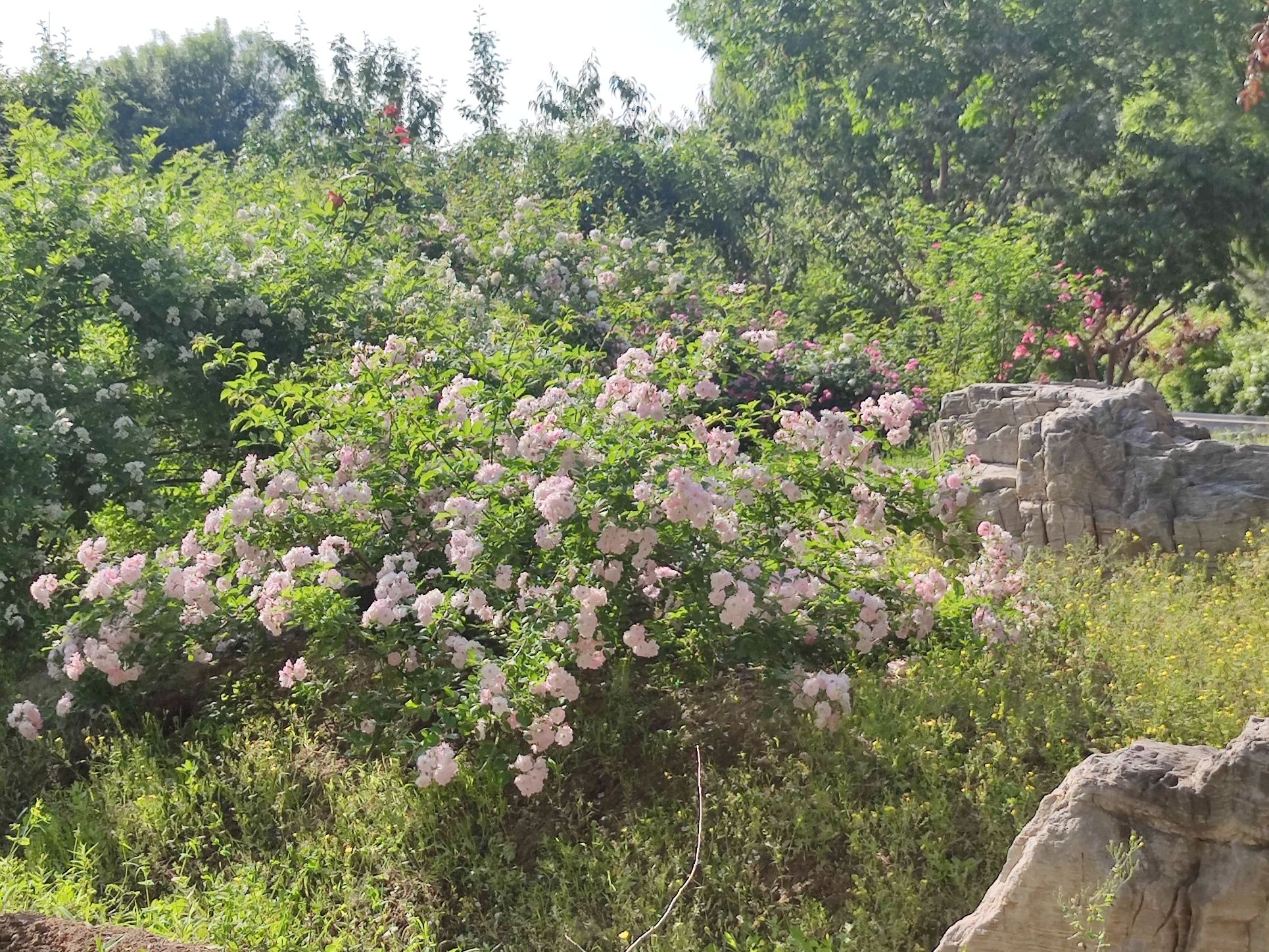 世界月季主题园旅行图片 3