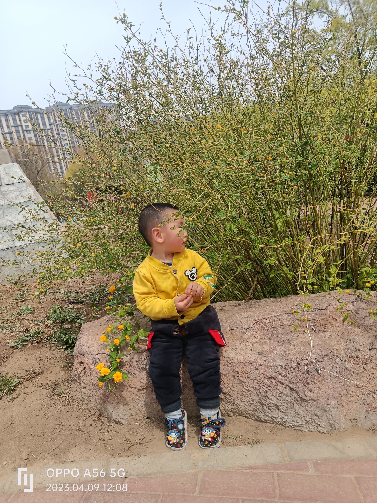 世界月季主题园旅行图片 1