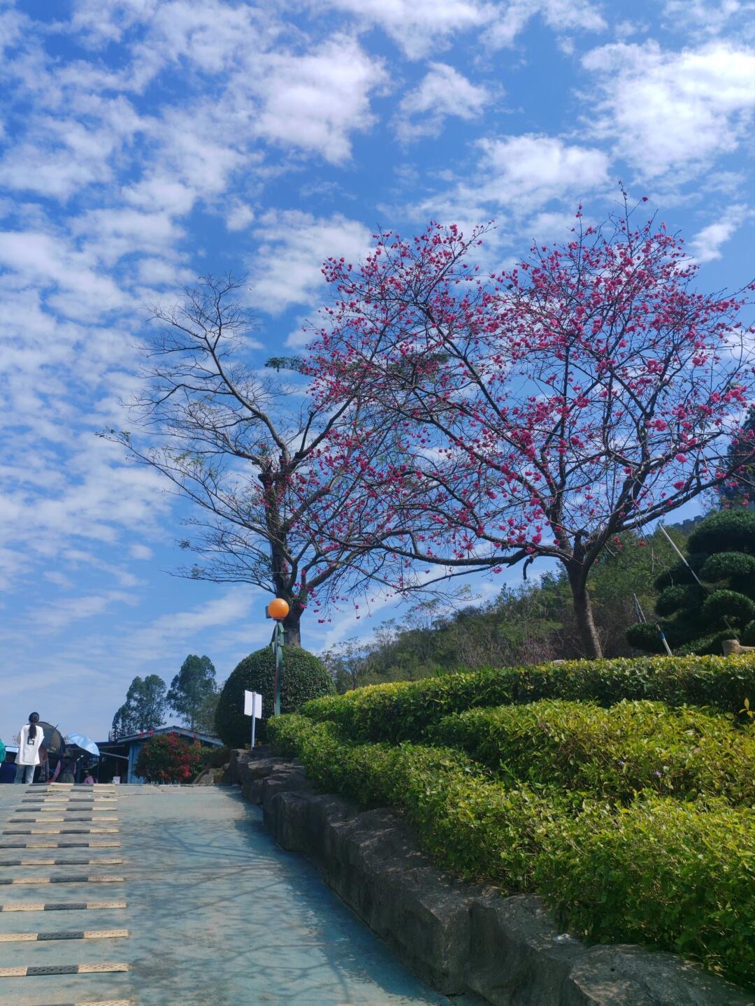 花海欢乐世界旅行图片 2