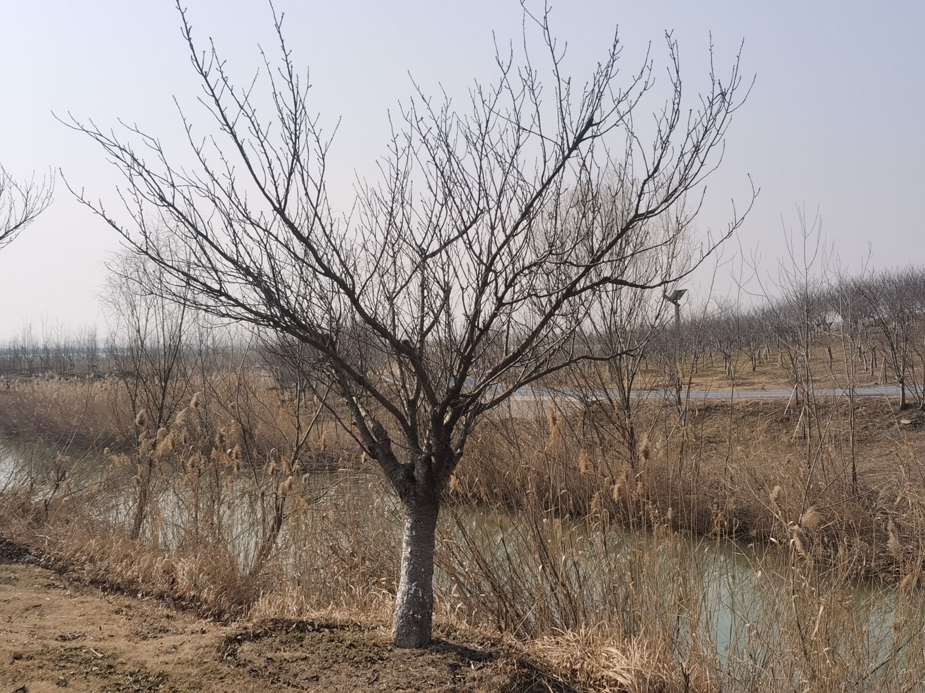 灌南县硕项湖湿地公园旅行图片 2