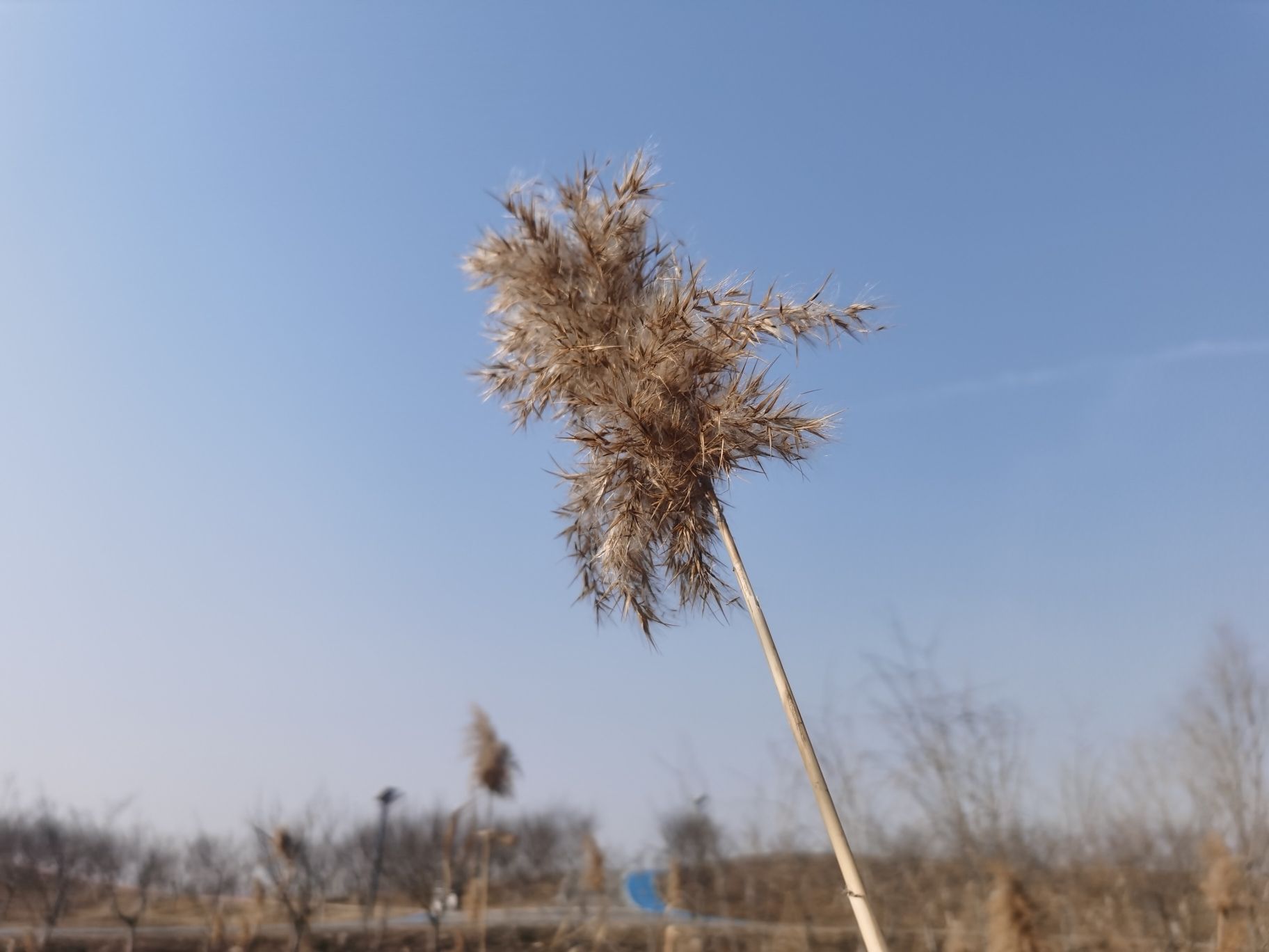 灌南县硕项湖湿地公园旅行图片 1