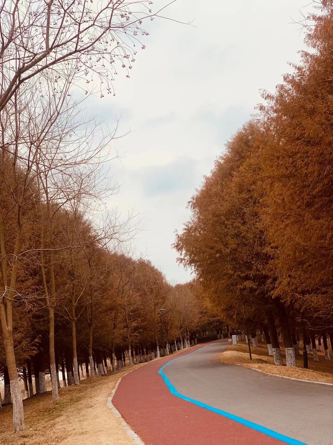 灌南县硕项湖湿地公园旅行图片 1