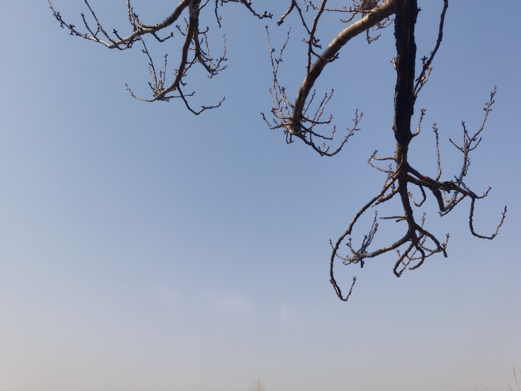 灌南县硕项湖湿地公园旅行图片 3