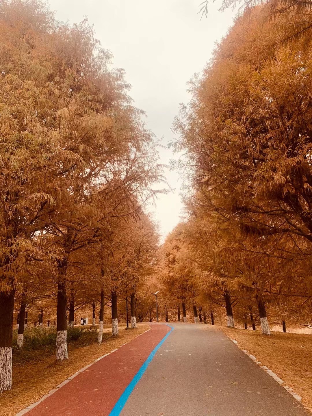 灌南县硕项湖湿地公园旅行图片 3