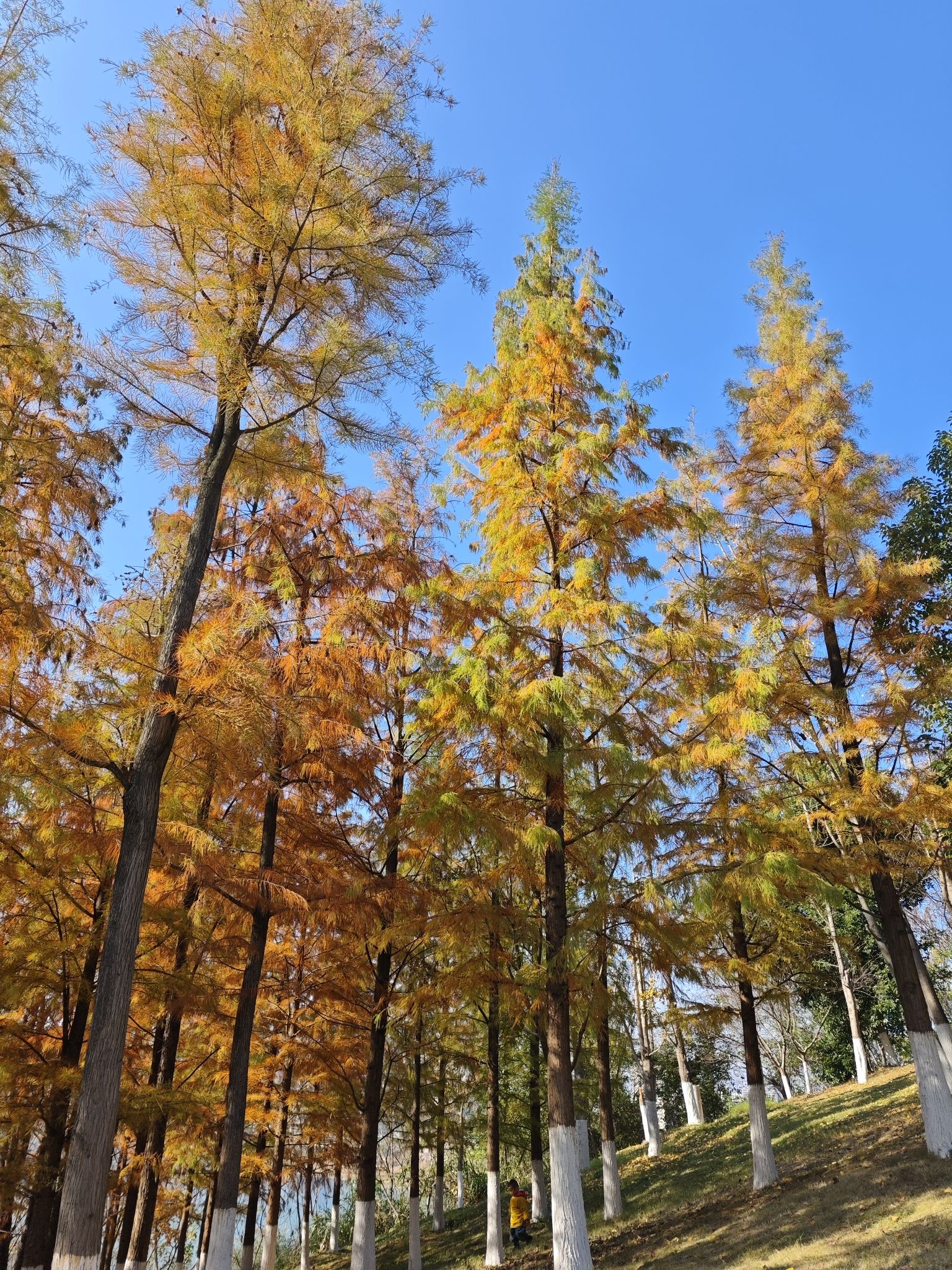 白石山公园
