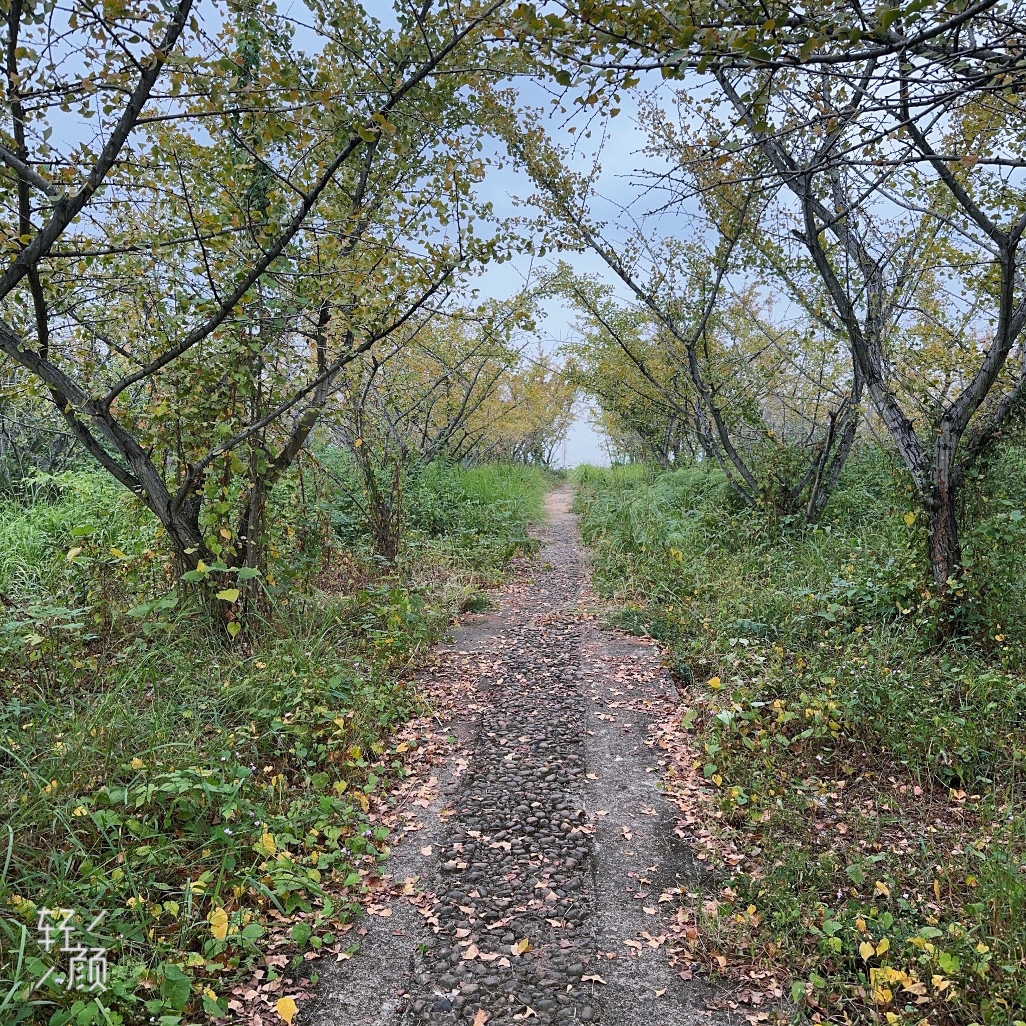 宝盖银杏广场旅行图片 3