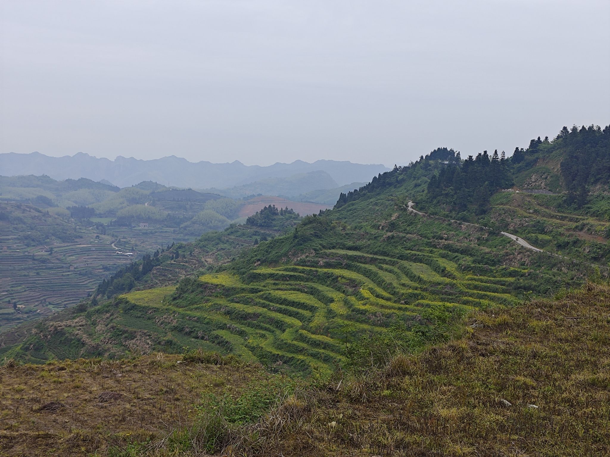 大莱梯田旅行图片 1