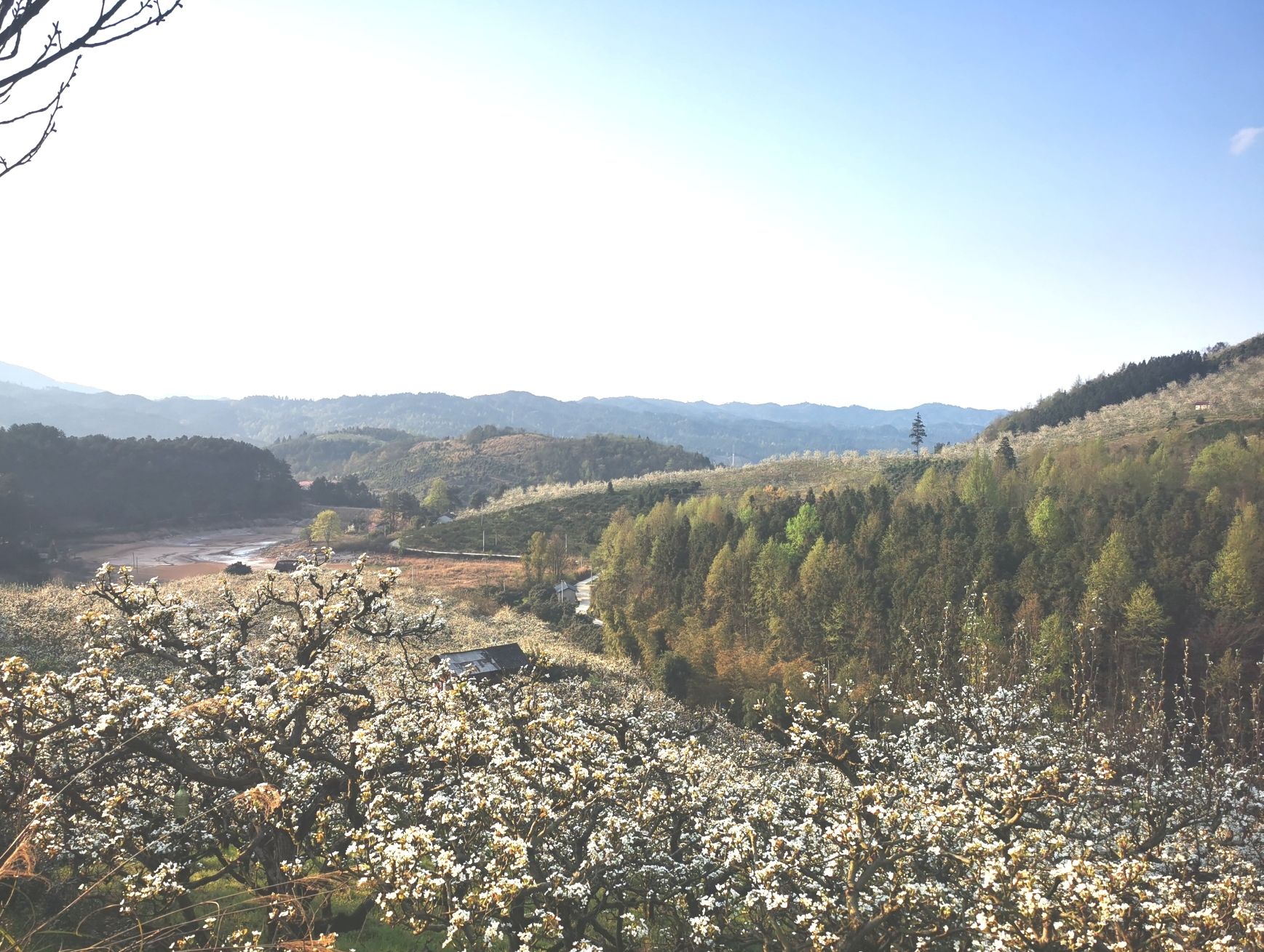 湖南靖州国家森林公园旅行图片 3