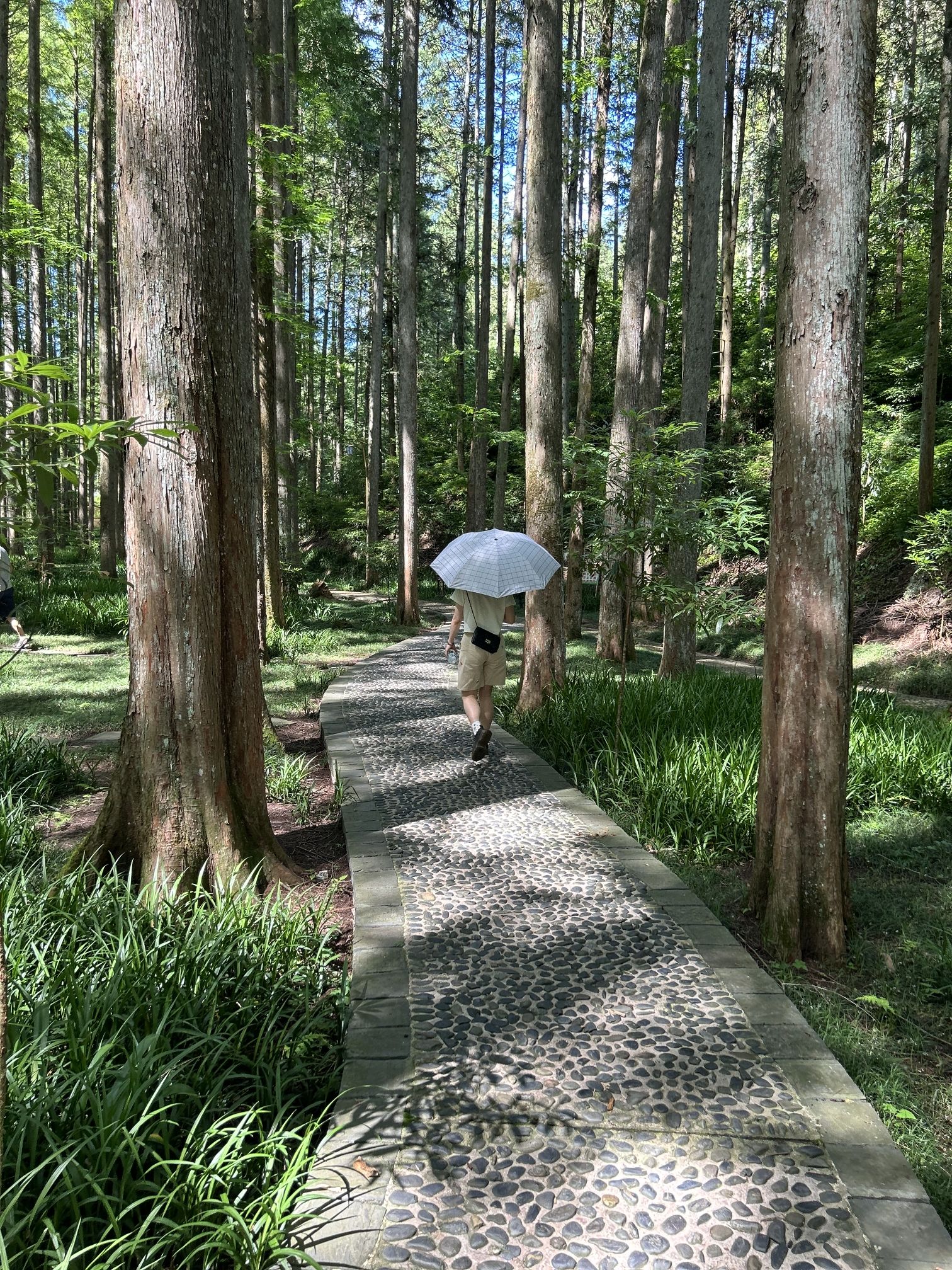 湖南靖州国家森林公园旅行图片 3