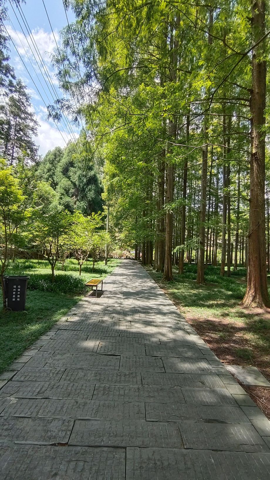 湖南靖州国家森林公园旅行图片 3