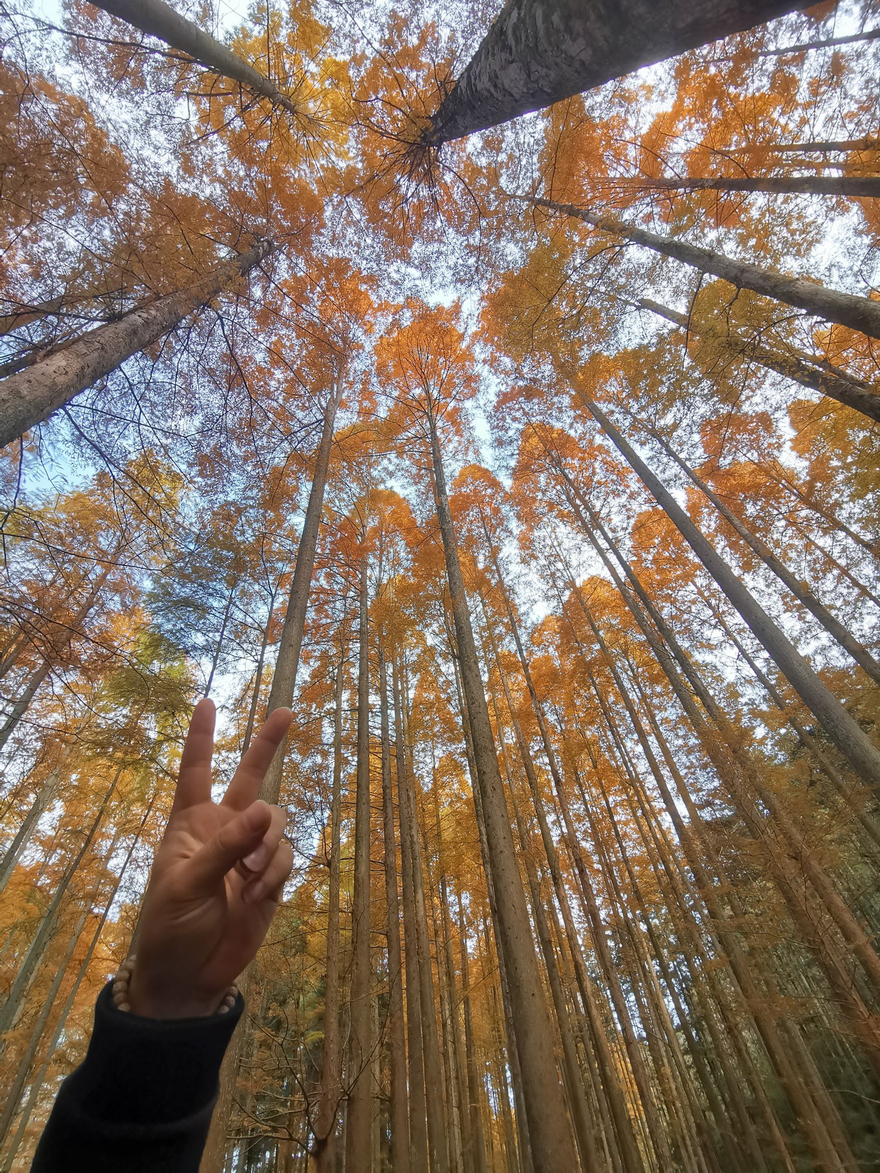 湖南靖州国家森林公园旅行图片 2