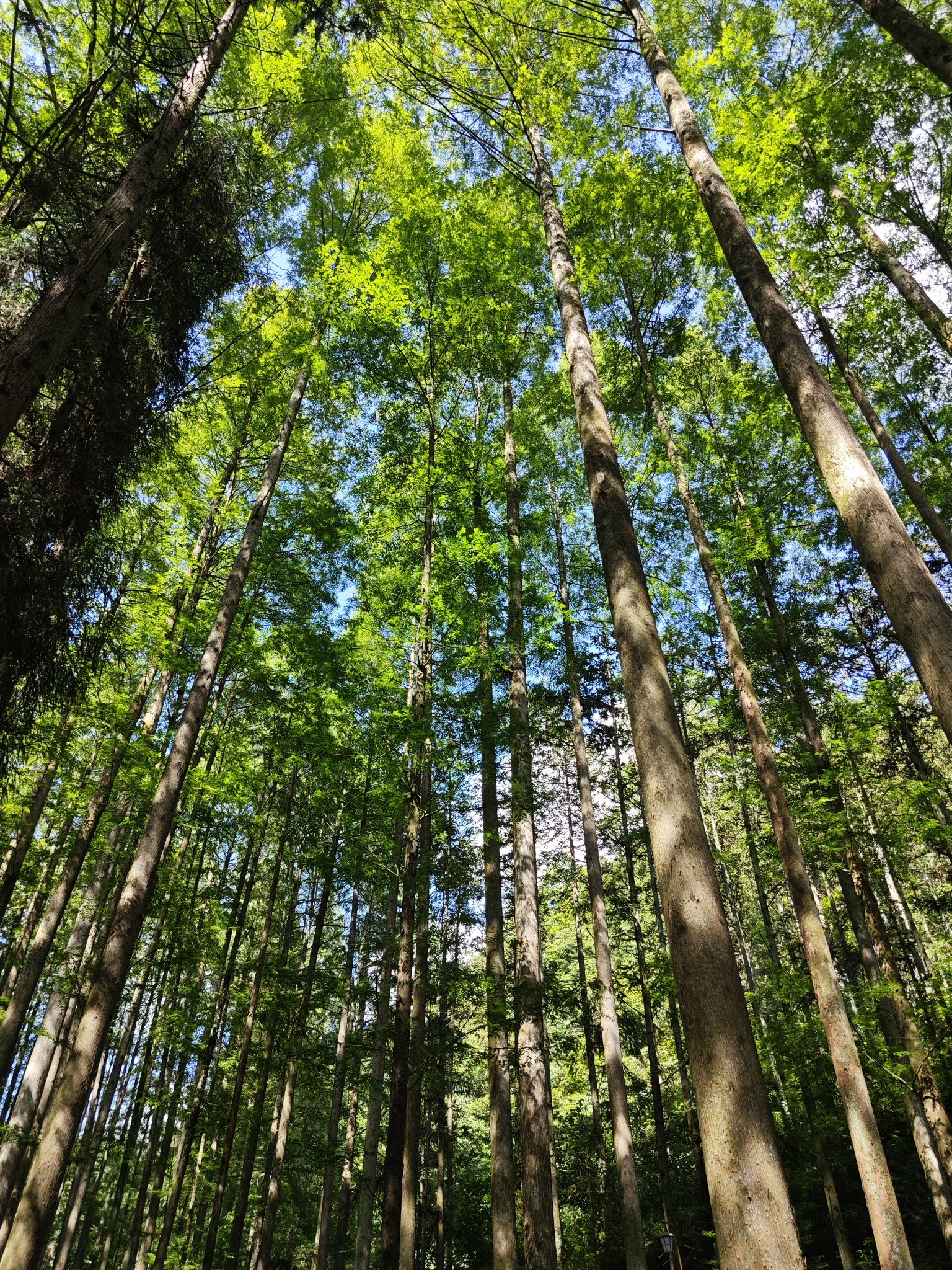 湖南靖州国家森林公园旅行图片 2