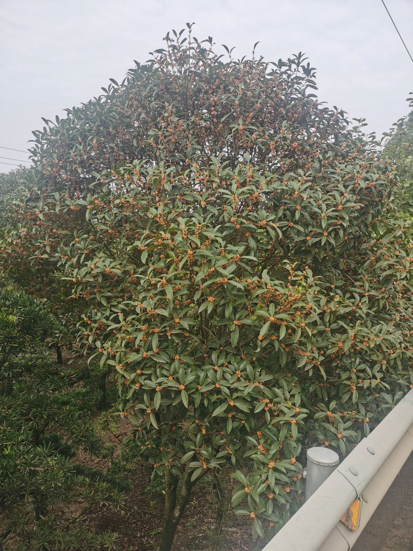 上化山古道旅行图片 1