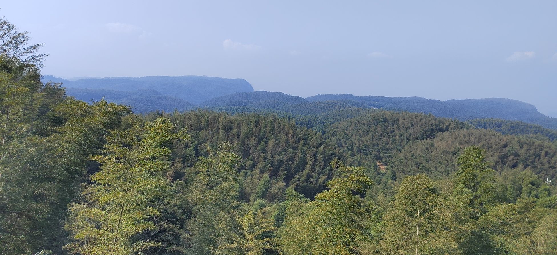 大旺竹海旅行图片 3