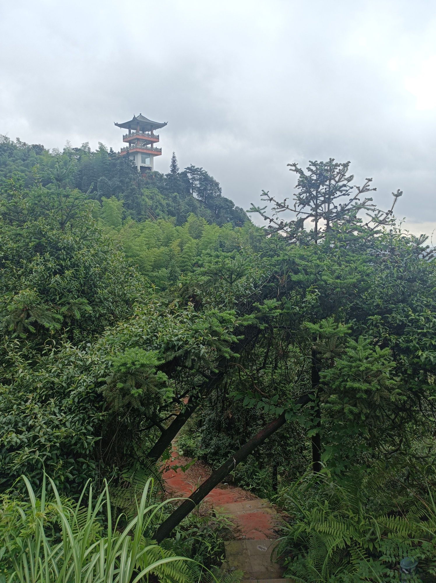 大旺竹海旅行图片 2