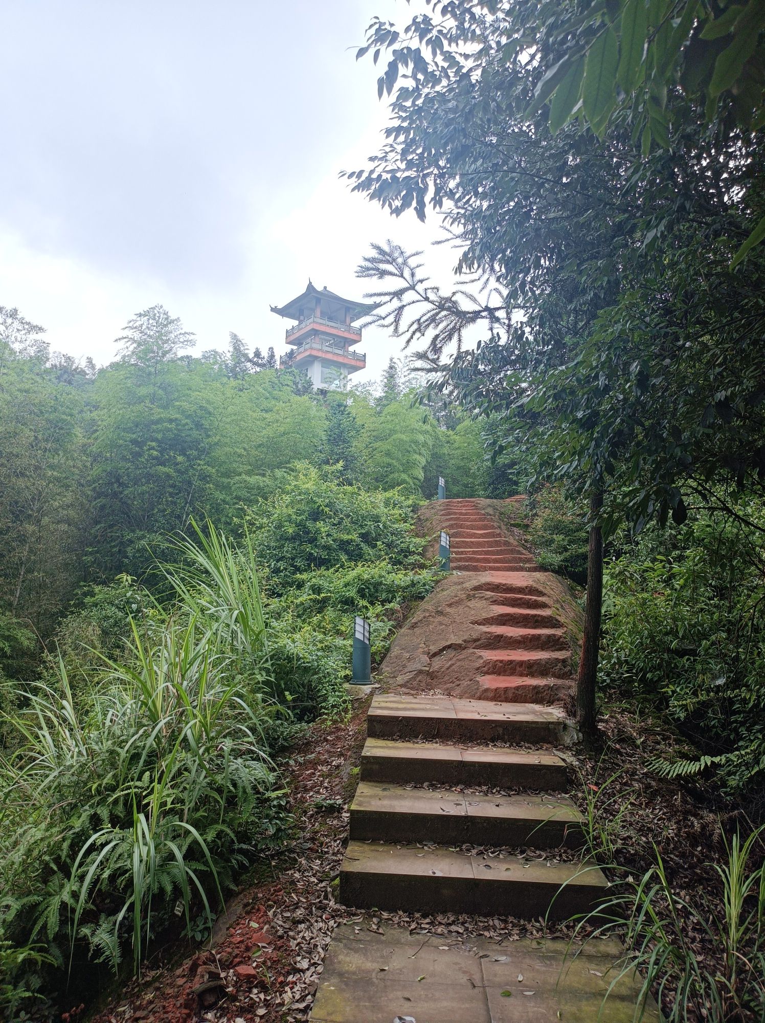 大旺竹海旅行图片 1