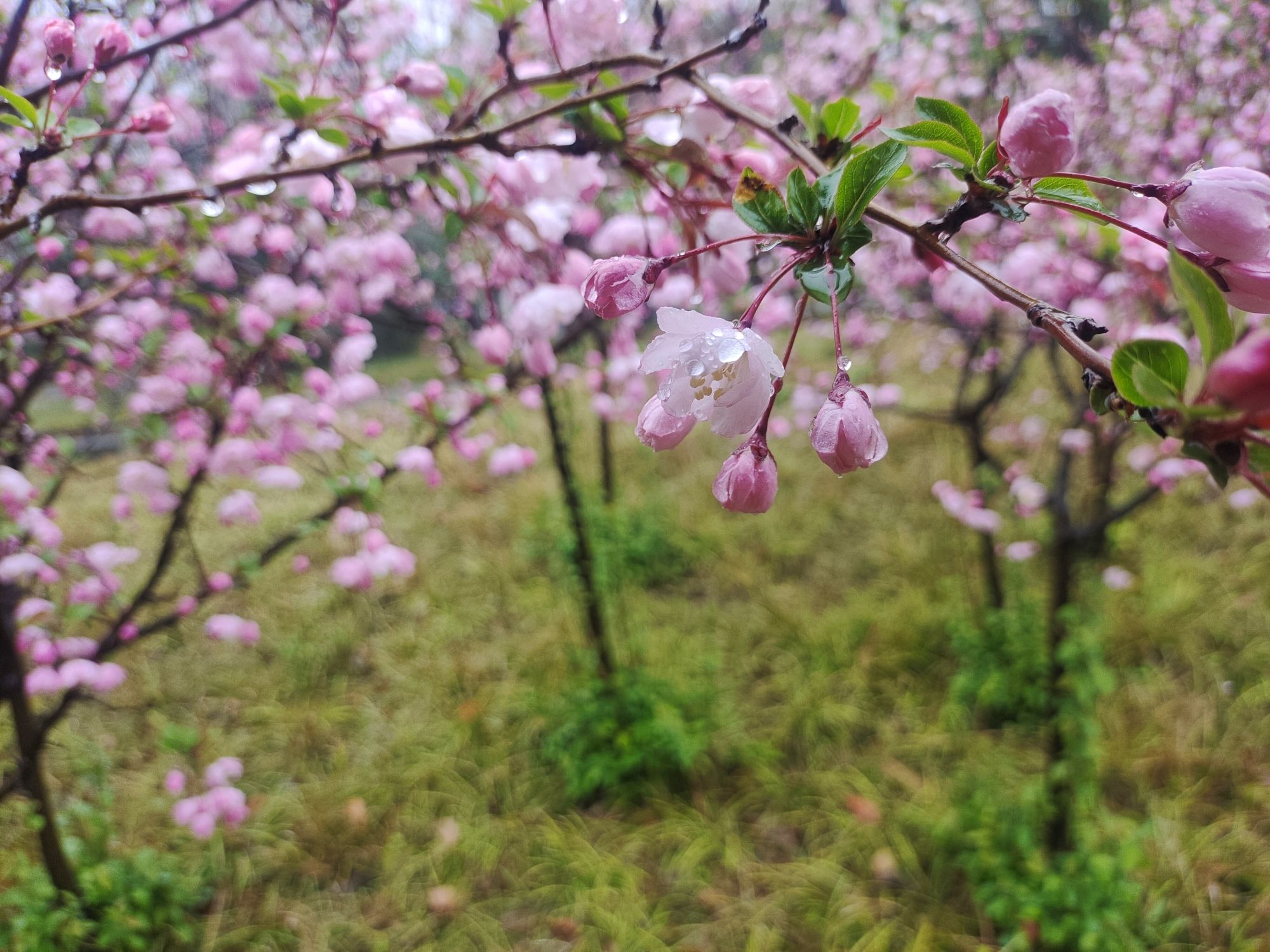 淮阳主题森林公园·梅园旅行图片 2