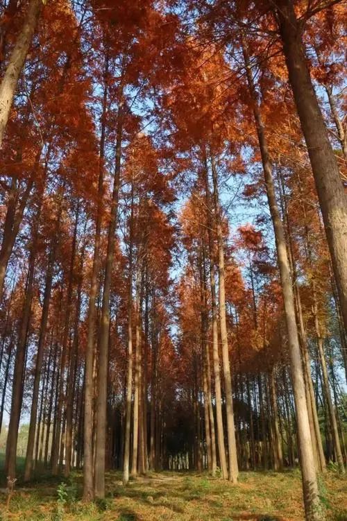 淮阳主题森林公园·梅园旅行图片 3
