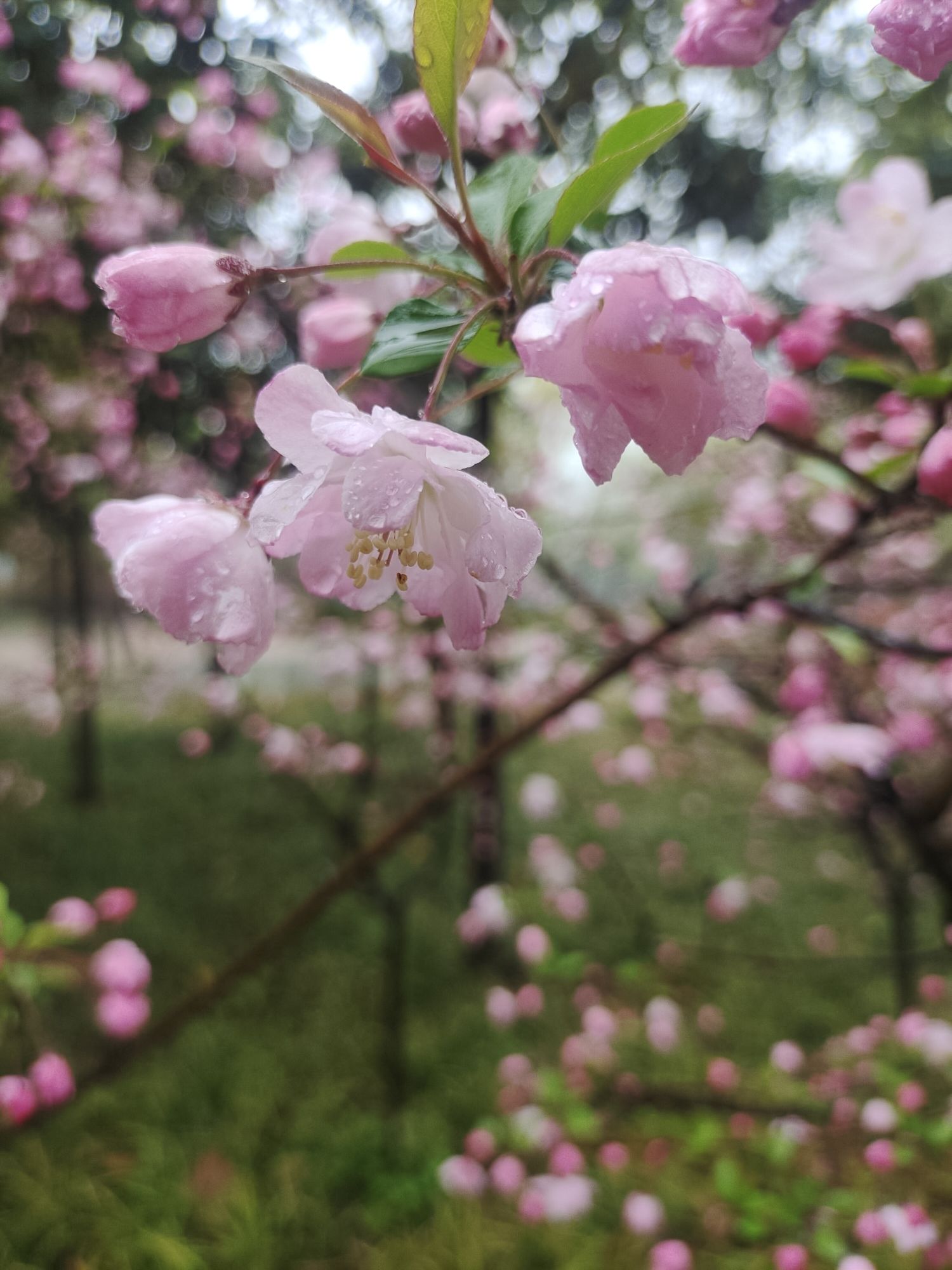 淮阳主题森林公园·梅园旅行图片 3