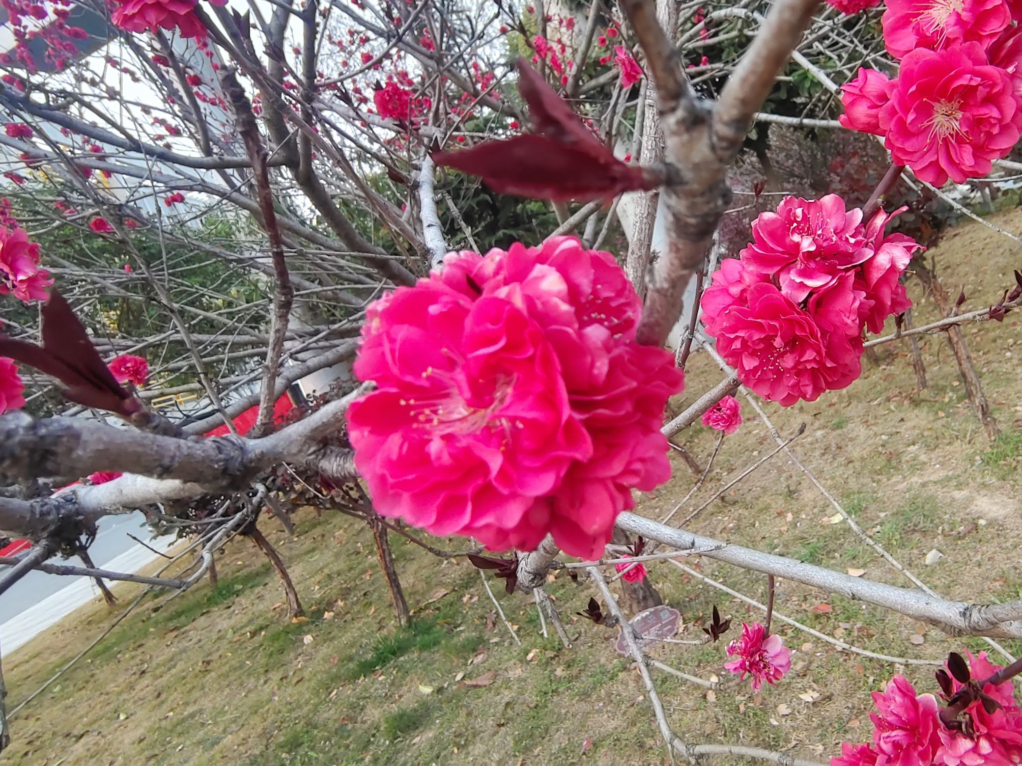 淮阳主题森林公园·梅园旅行图片 1