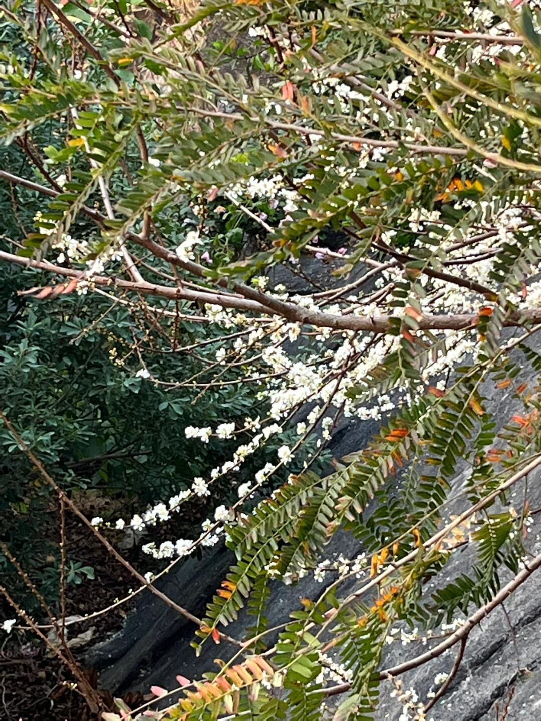 潮汕风文化主题花园旅行图片 1
