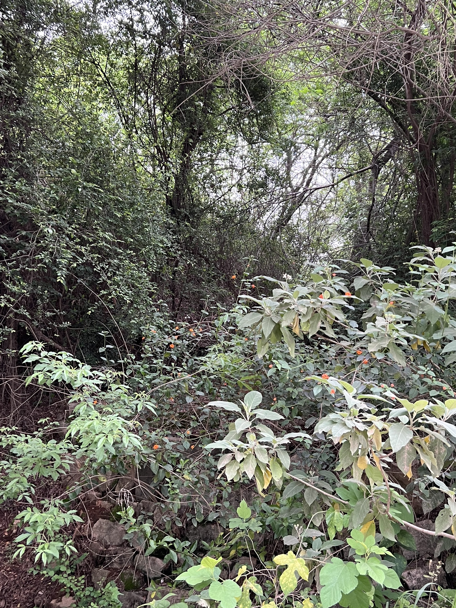 牛头山旅行图片 3