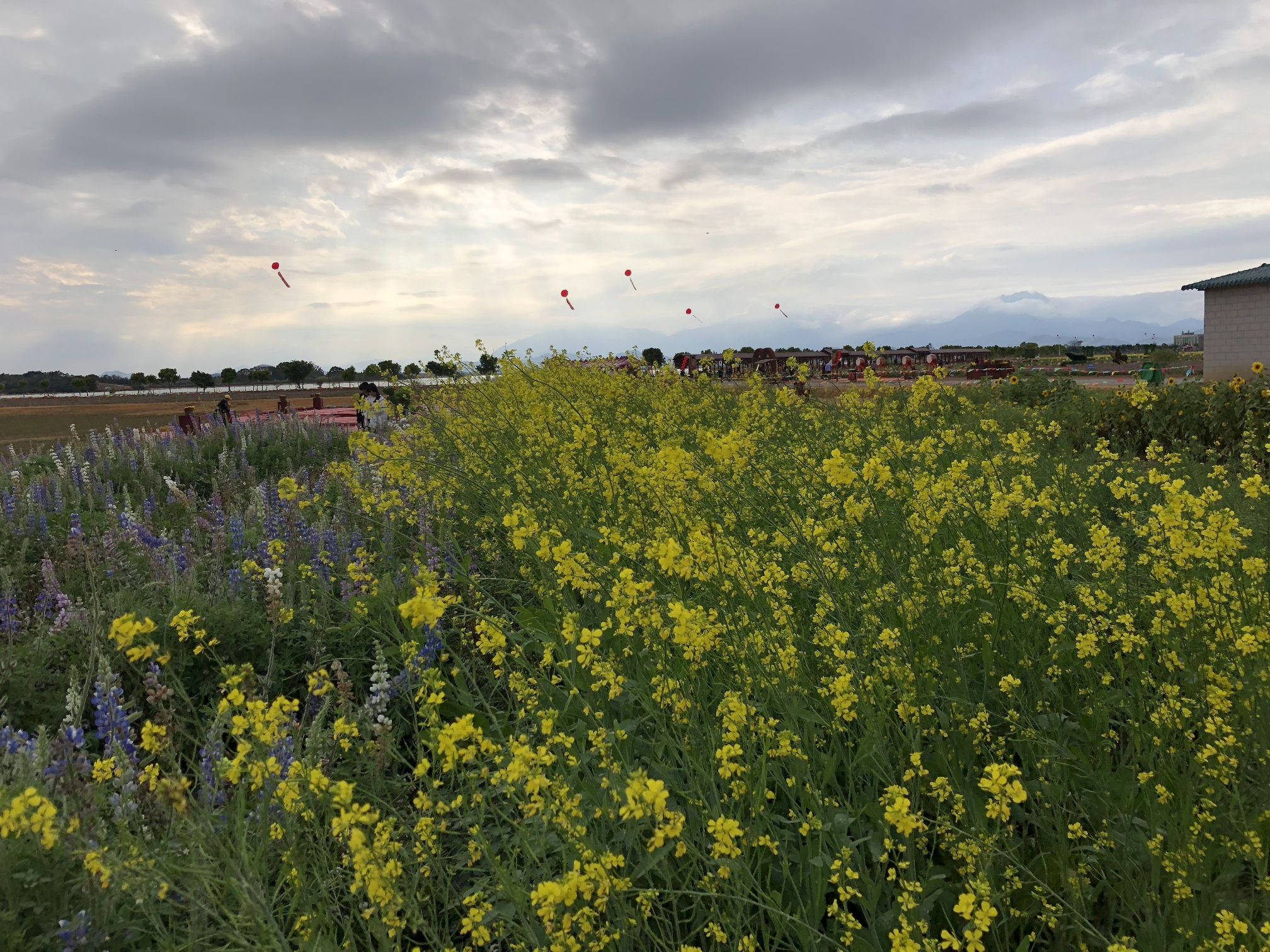 千亩油菜花观光体验园旅行图片 2