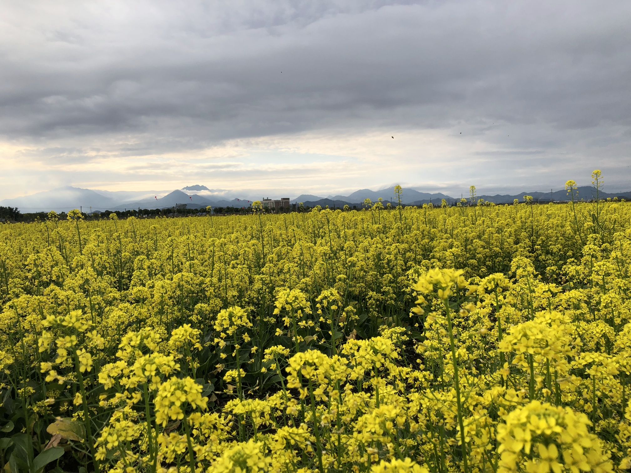 千亩油菜花观光体验园旅行图片 1