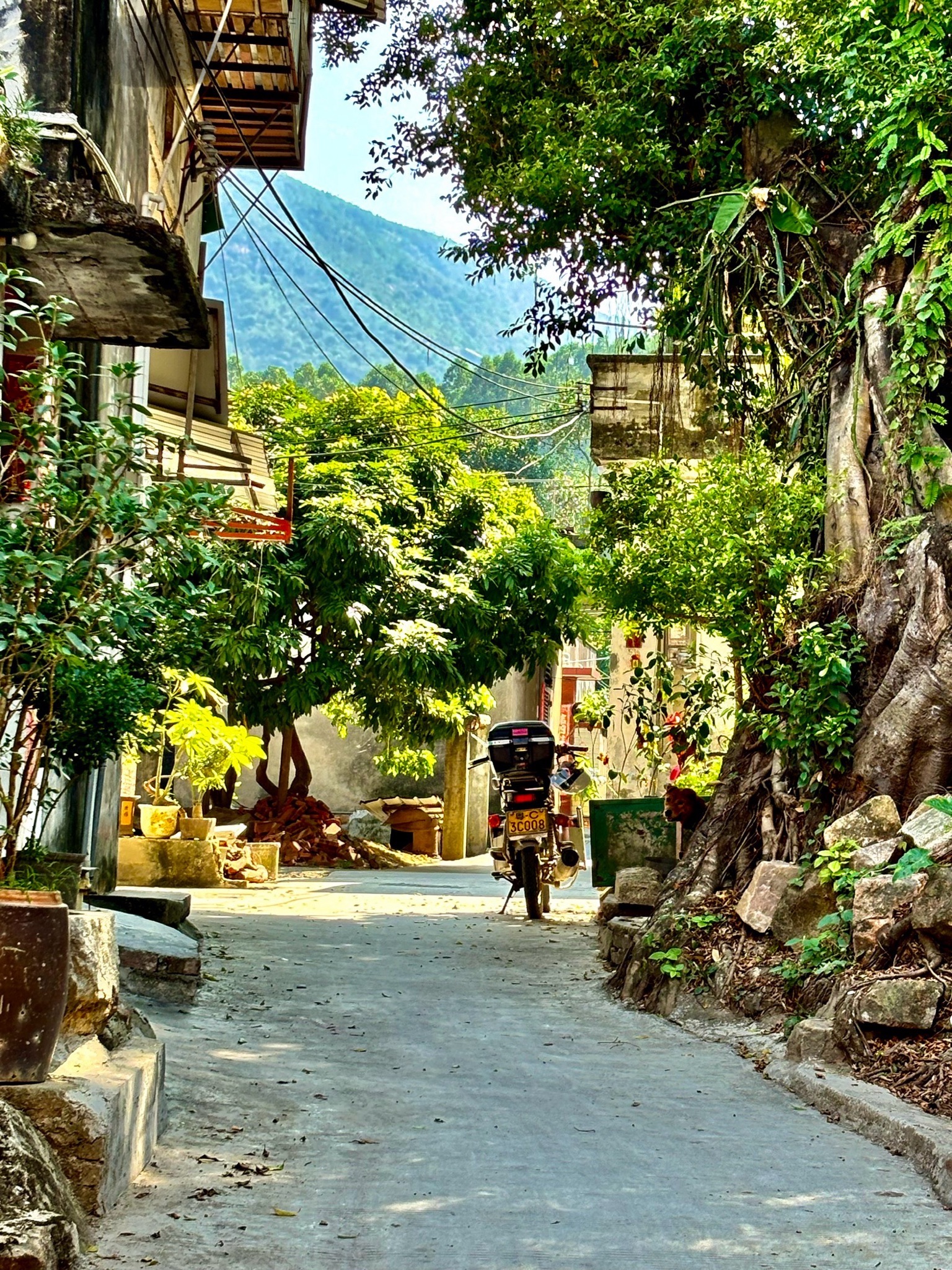 黄杨山森林公园旅行图片 3