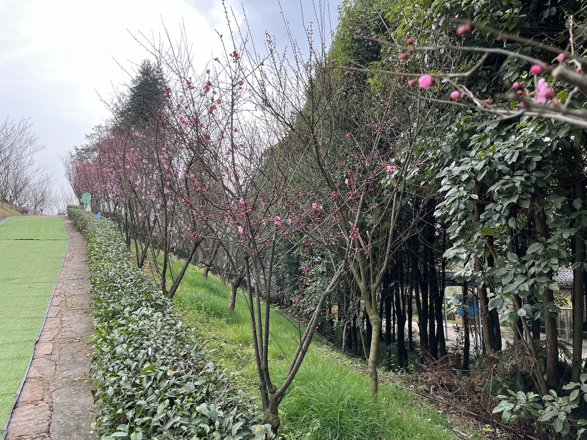 金兰花谷旅行图片 3