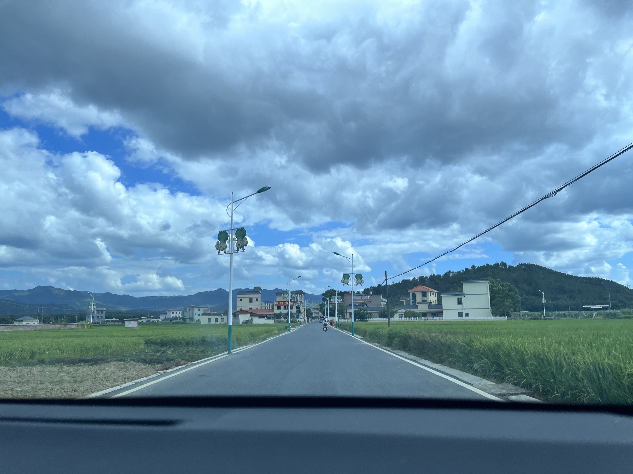 秀田古树旅行图片 2