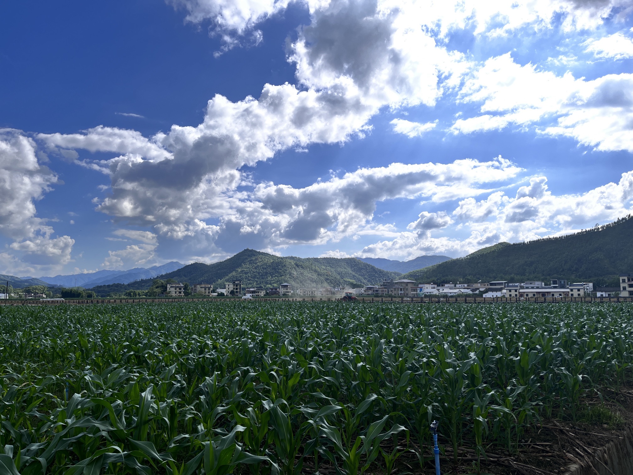 秀田古树旅行图片 1