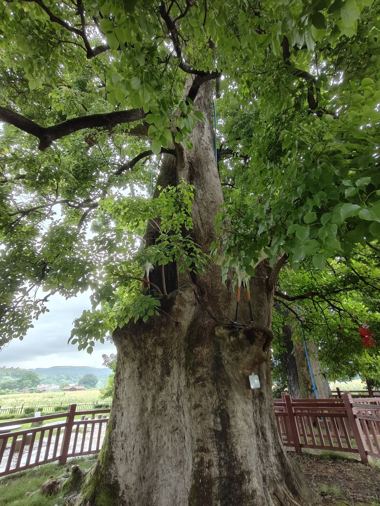 秀田古树旅行图片 2